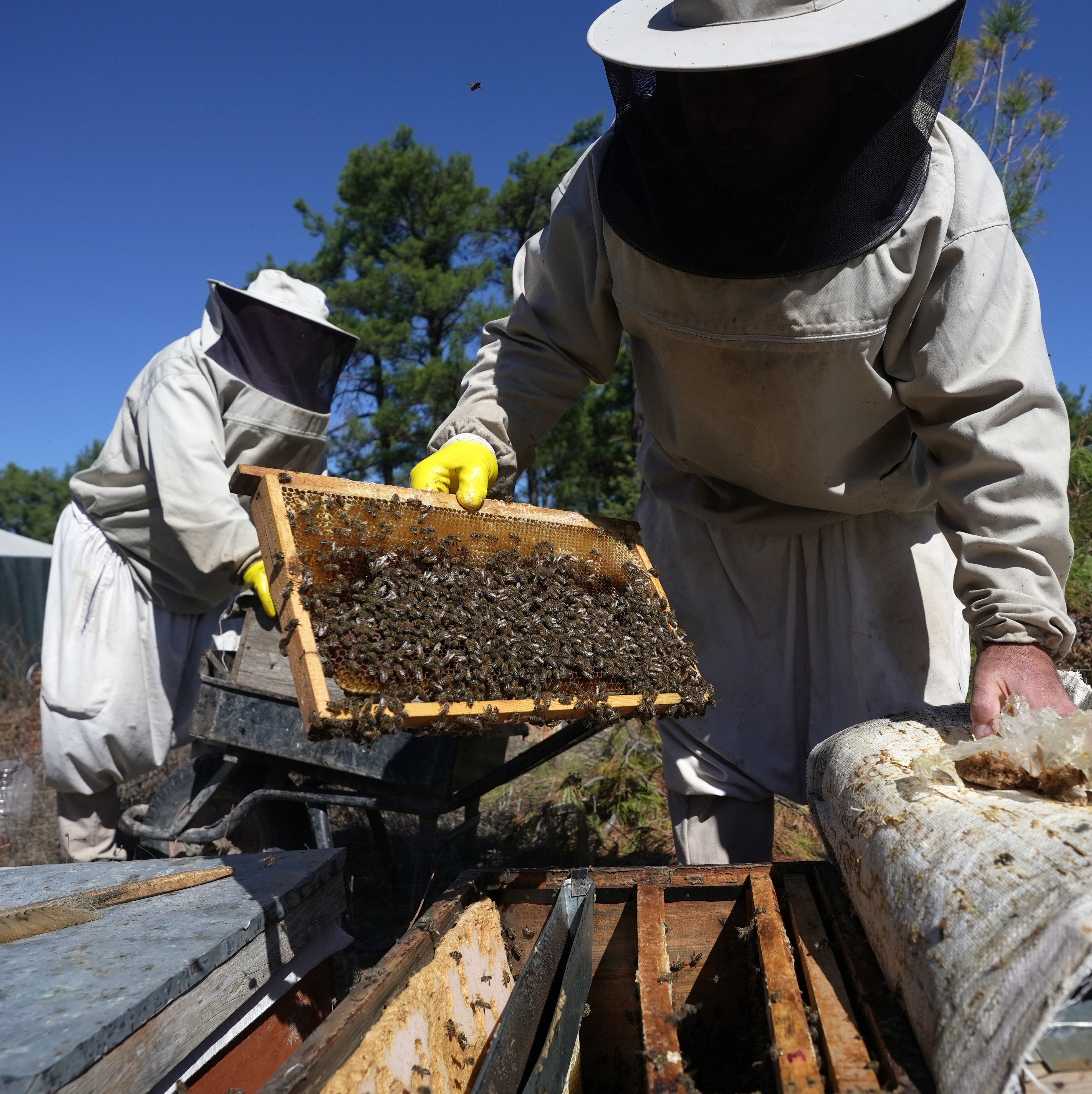 Çam Balından Iyi Haber.. Beklentiler Açıklandı (5)