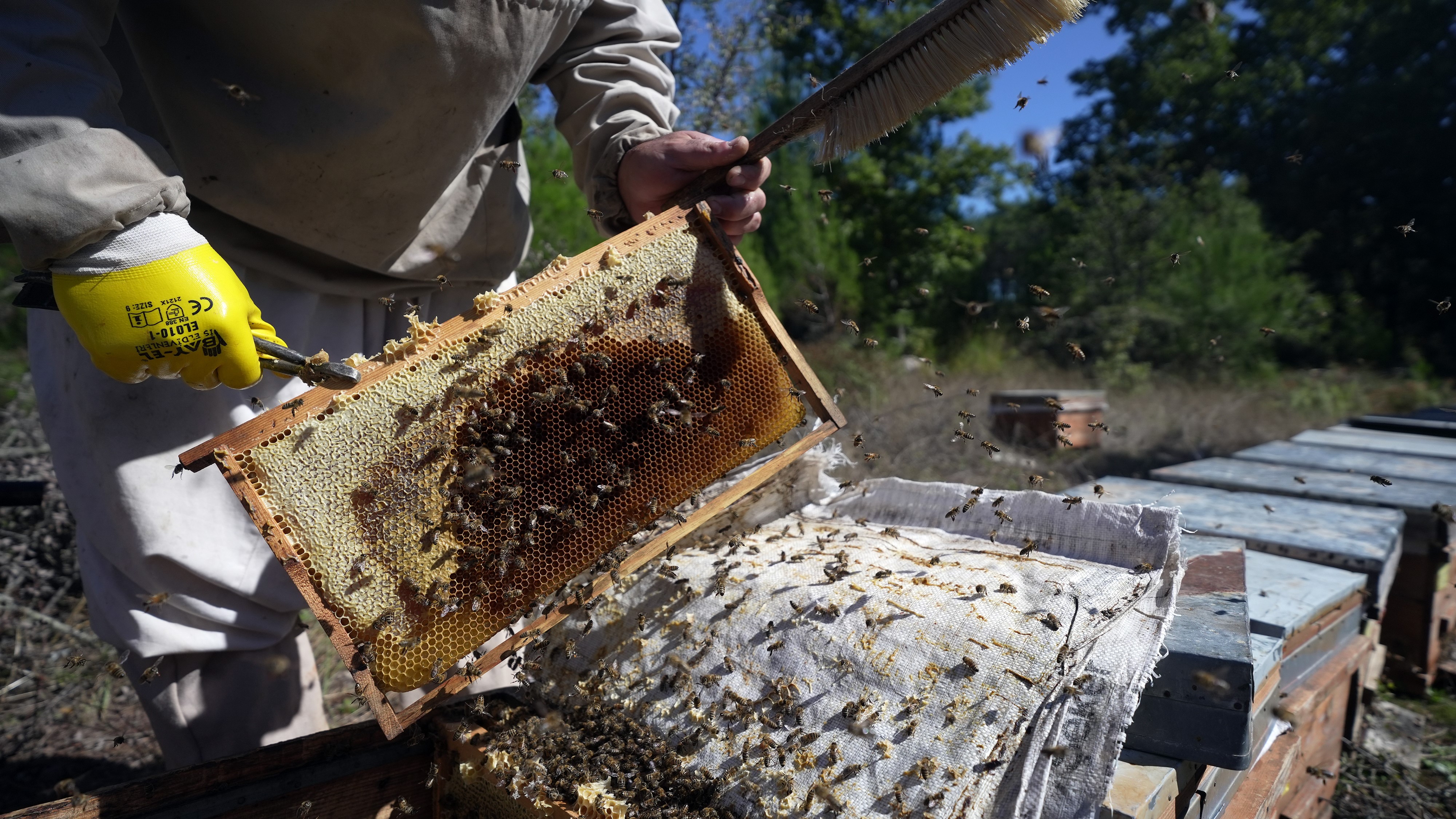 Çam Balından Iyi Haber.. Beklentiler Açıklandı (6)