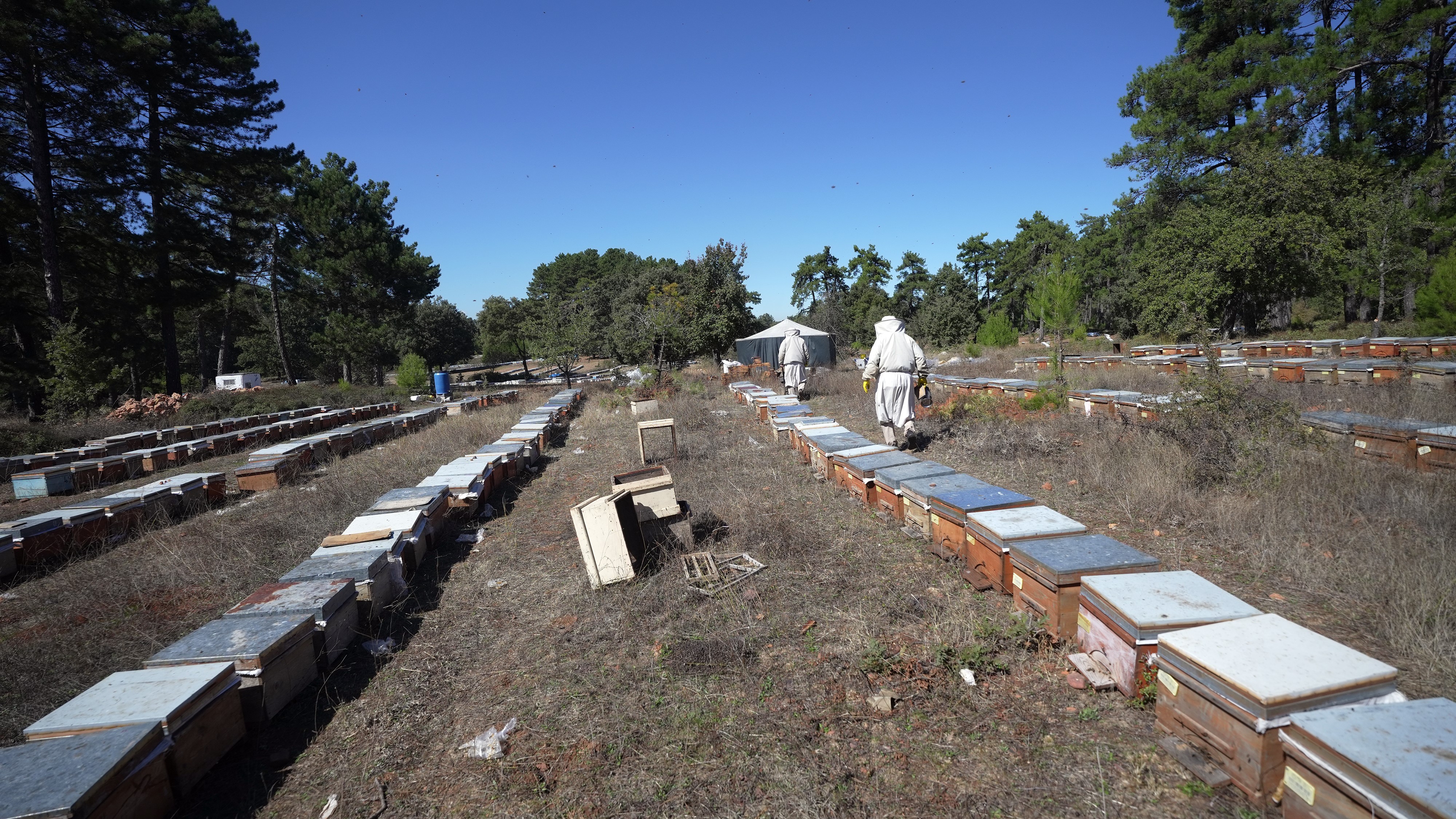 Çam Balından Iyi Haber.. Beklentiler Açıklandı (7)
