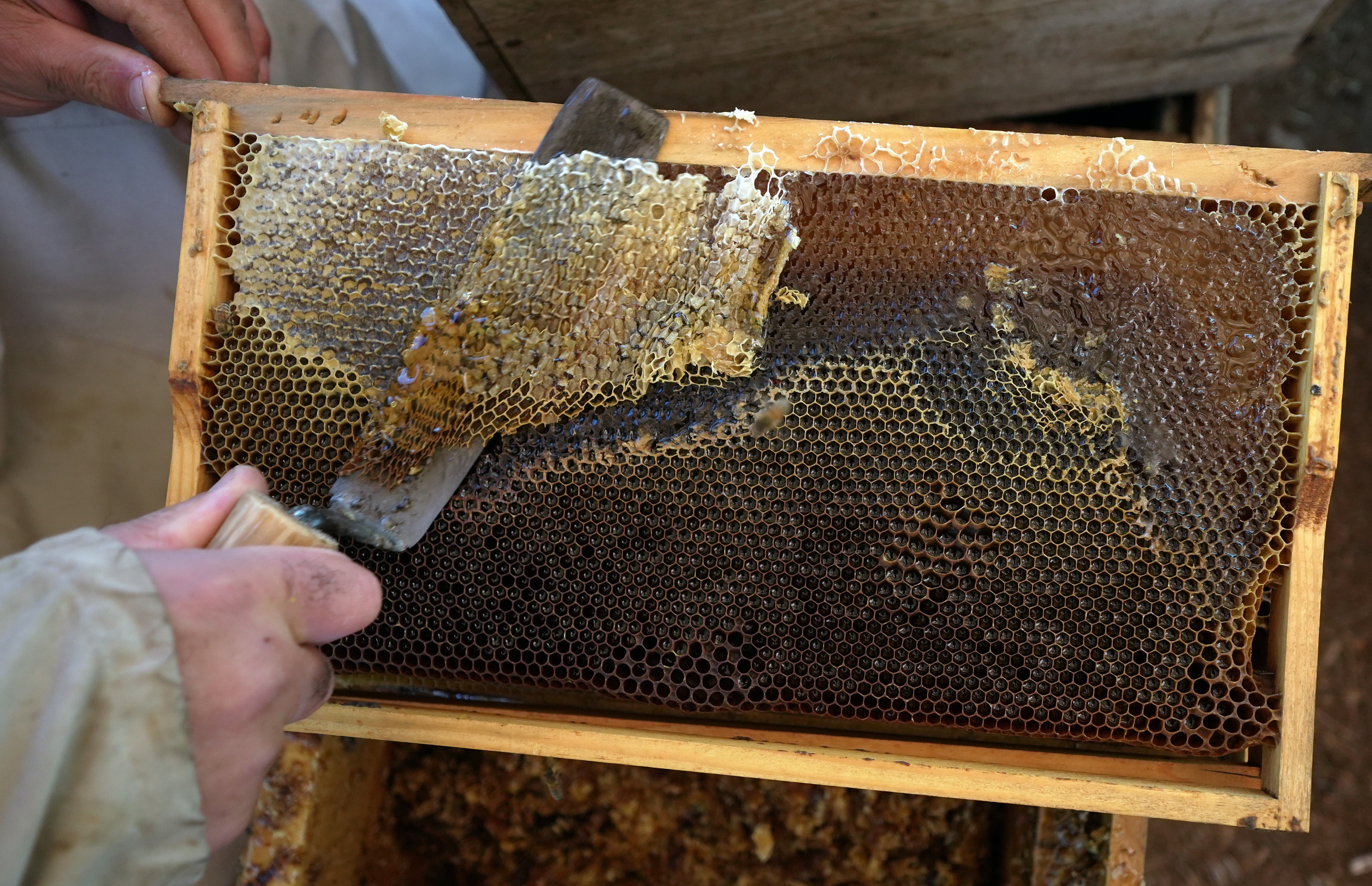 Çam Balından Iyi Haber.. Beklentiler Açıklandı (9)