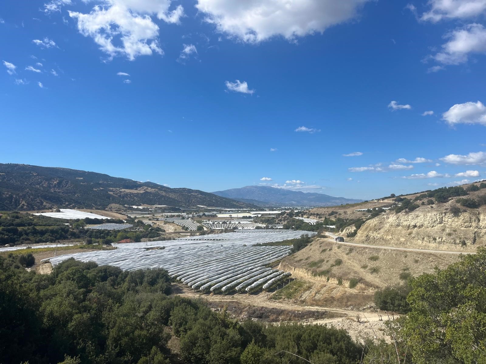 Çekirdeksiz Üzümler Için Seferberlik