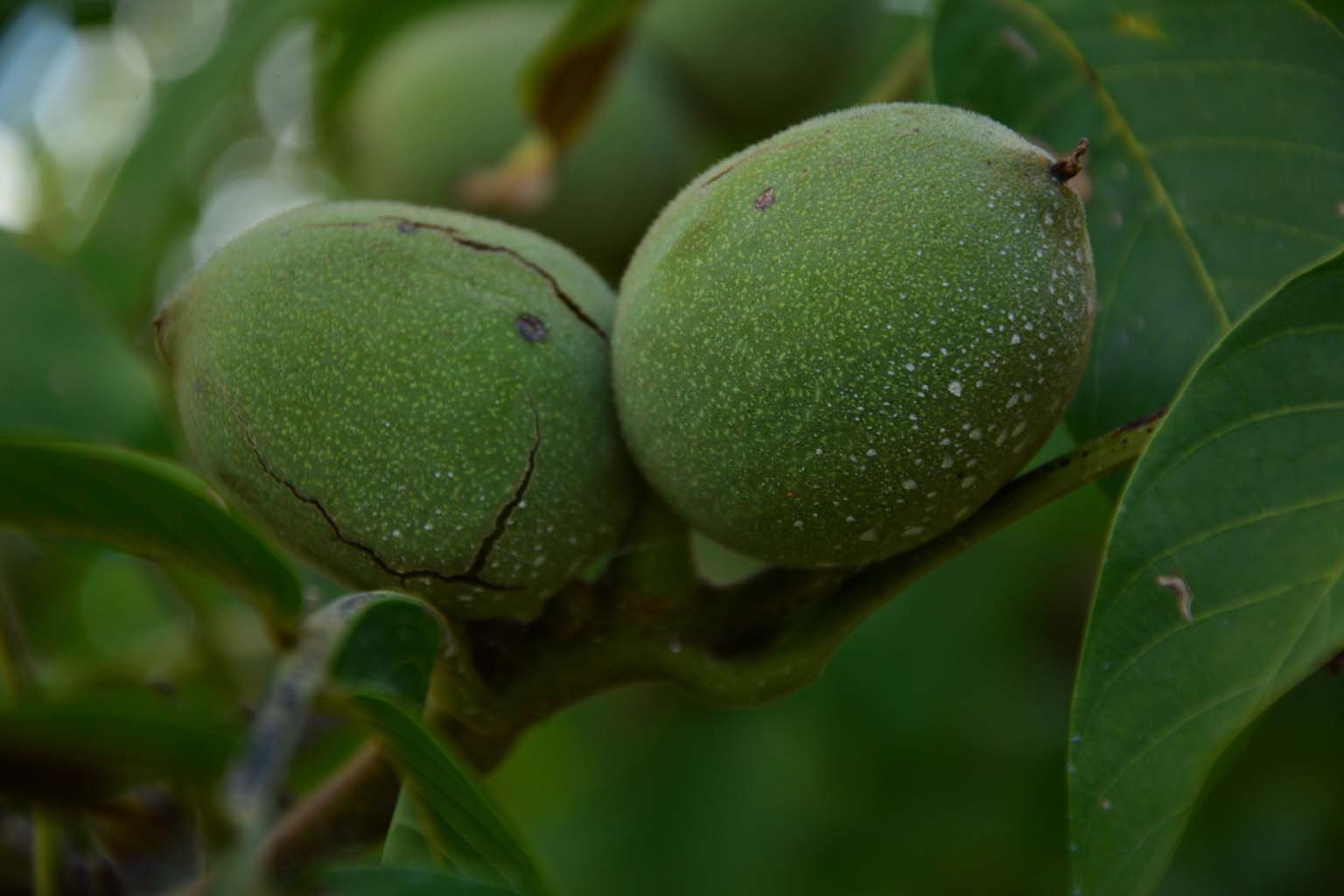 Ceviz Hasadı Başladı (3)