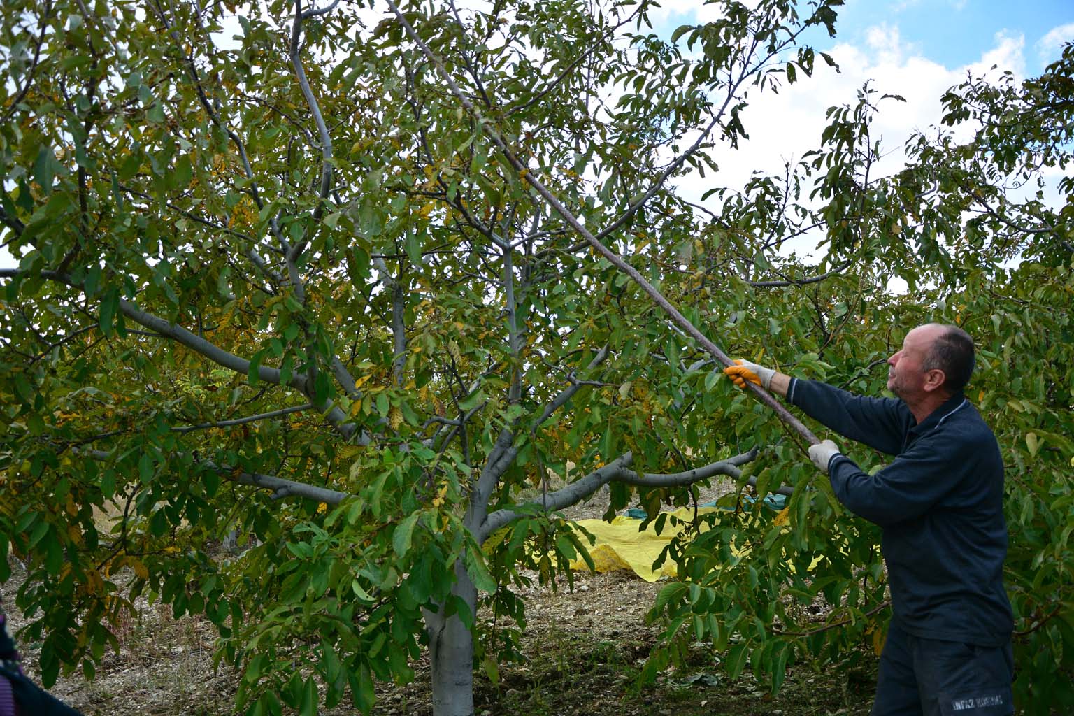 Ceviz Hasadı Başladı (4)