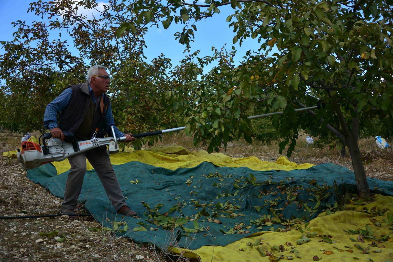 Ceviz Hasadı Başladı (5)