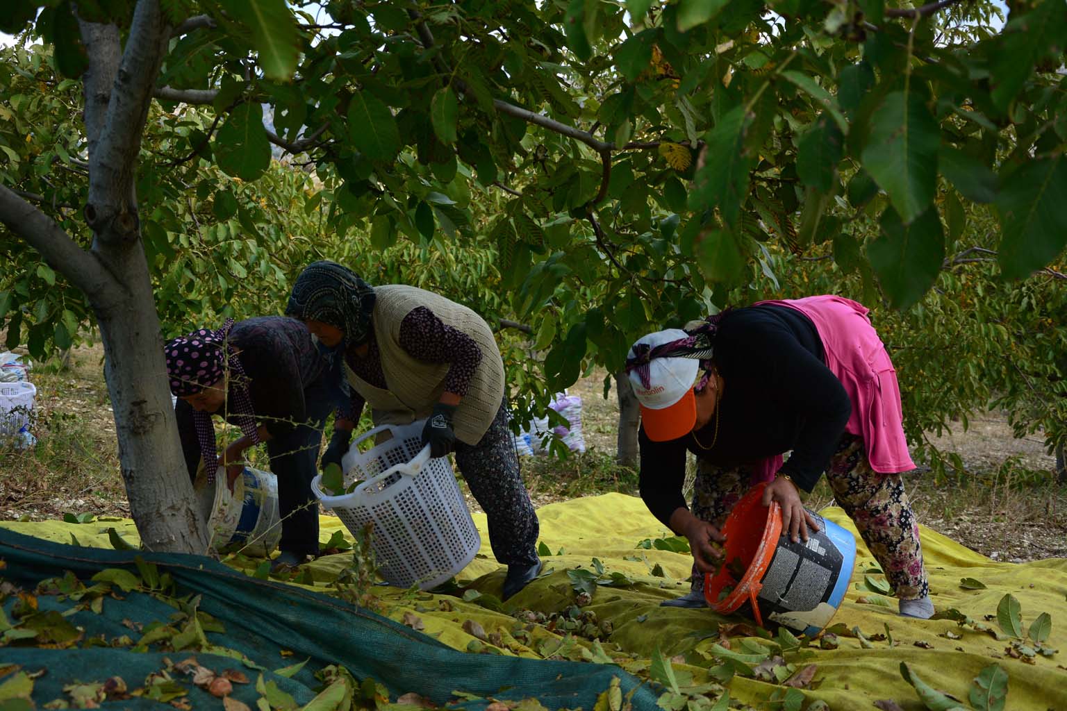 Ceviz Hasadı Başladı (8)