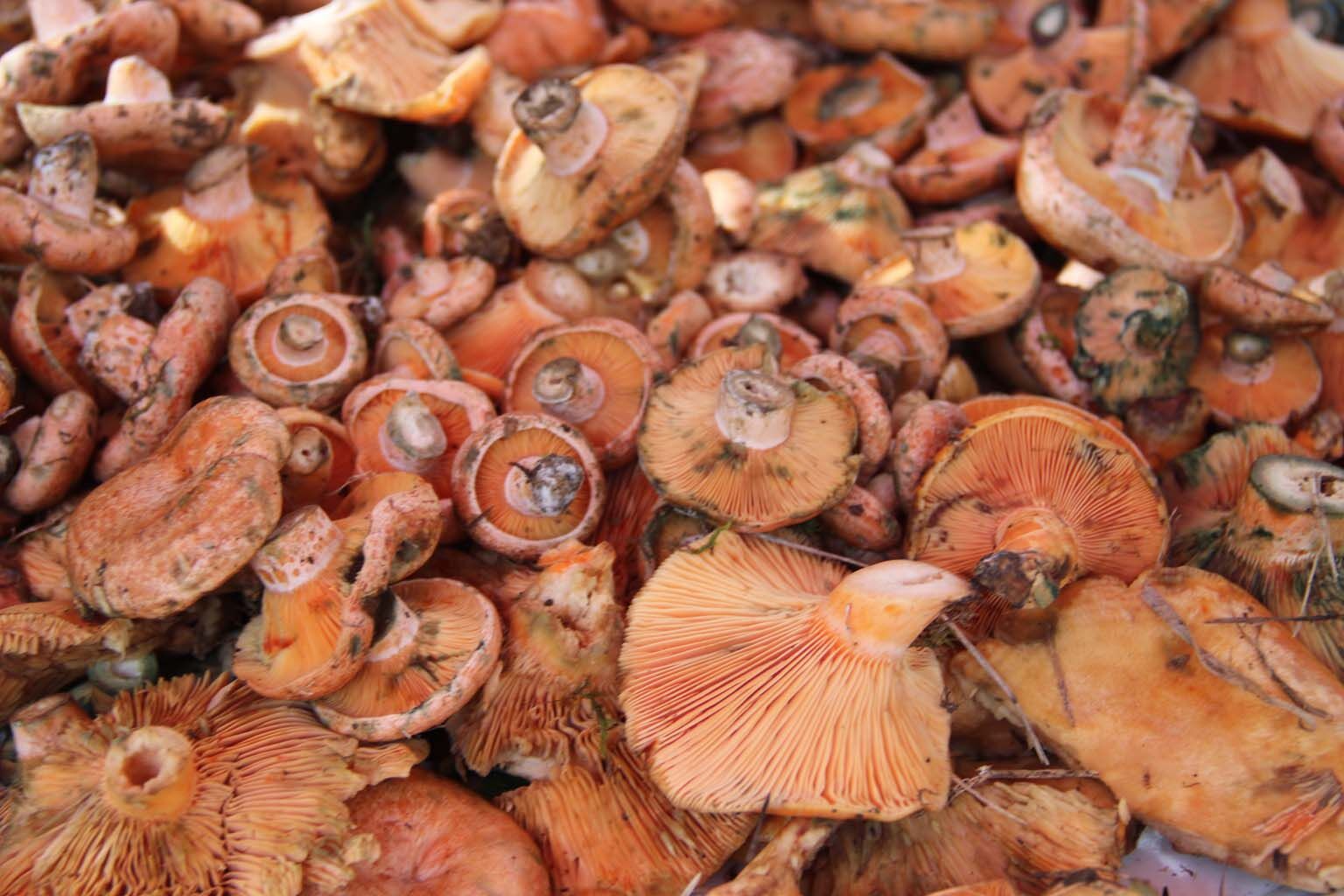 Çıntar Tezgaha Çıktı, Fiyatı Cep Yakıyor (4)