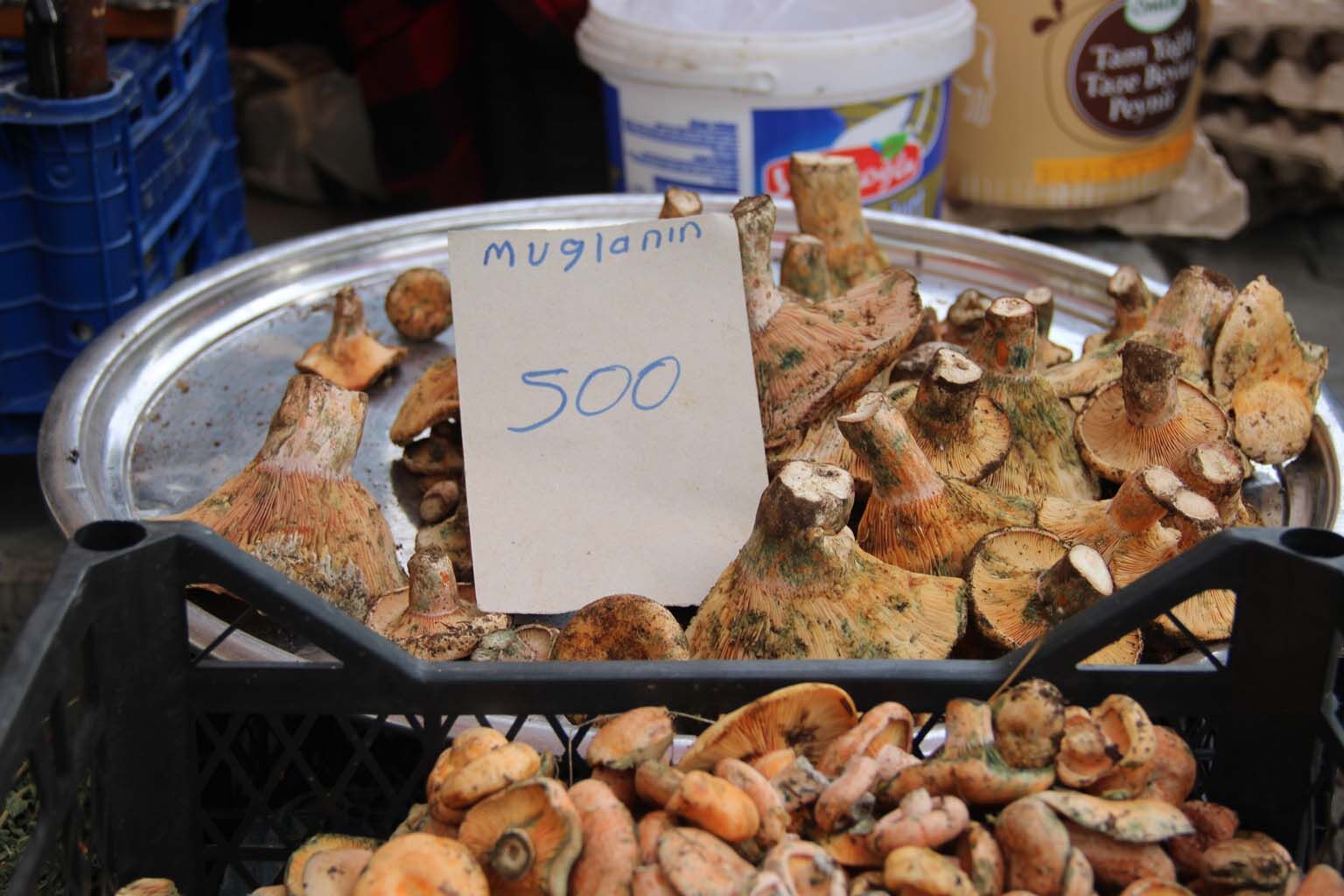 Çıntar Tezgaha Çıktı, Fiyatı Cep Yakıyor (5)