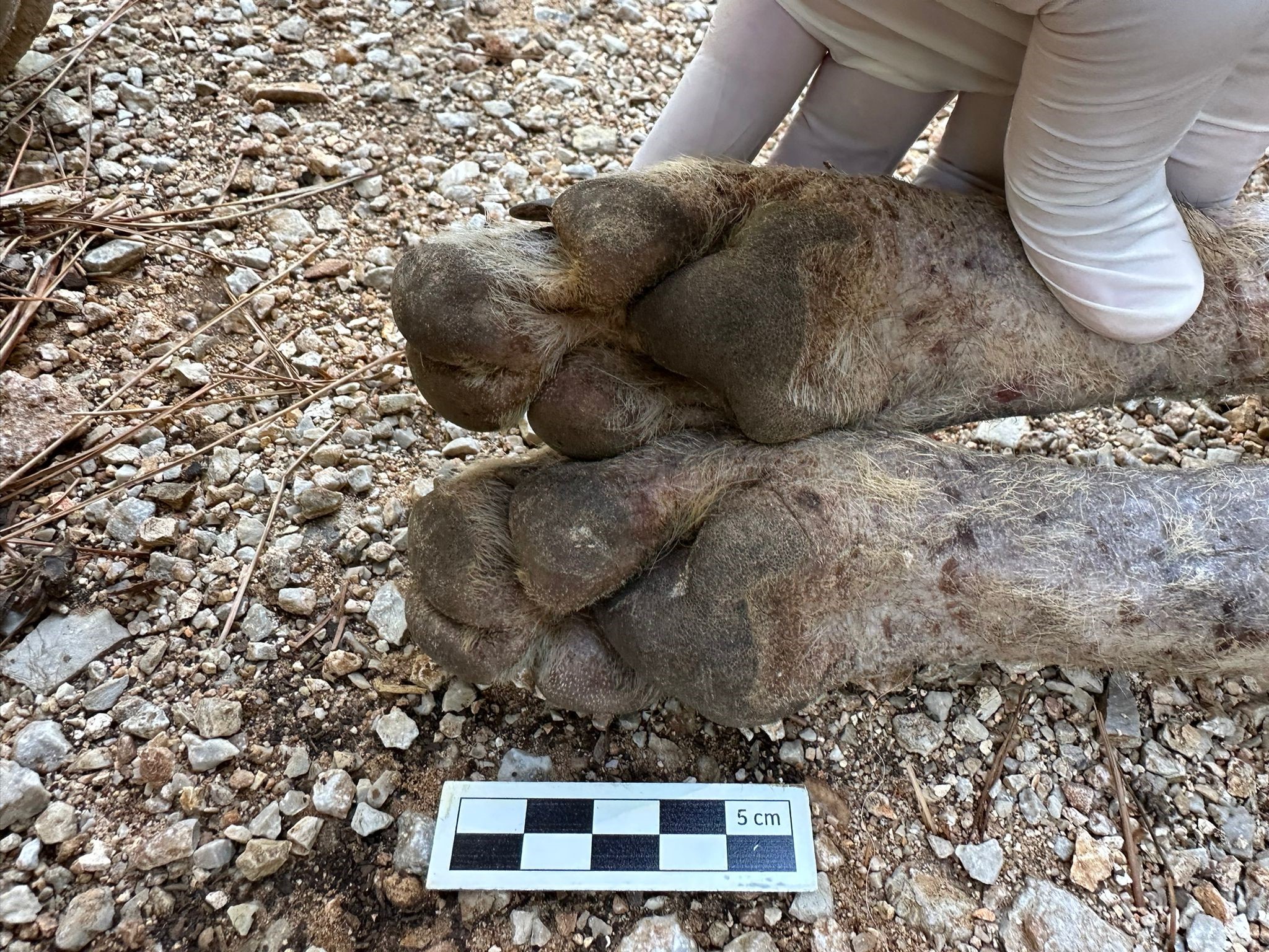 Çizgili Sırtlan Sanıldı, Bakın Ne Çıktı (2)