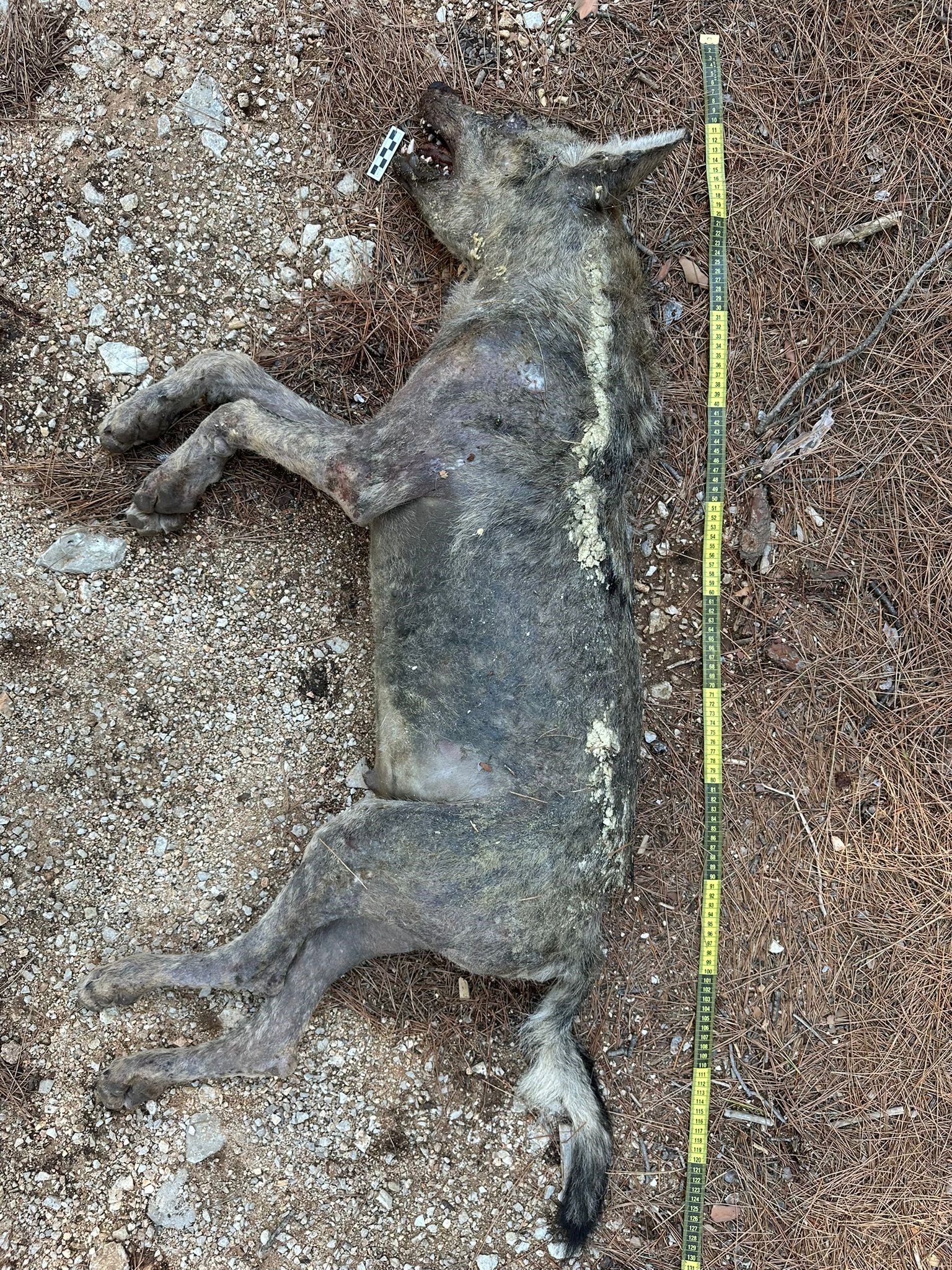 Çizgili Sırtlan Sanıldı, Bakın Ne Çıktı (3)