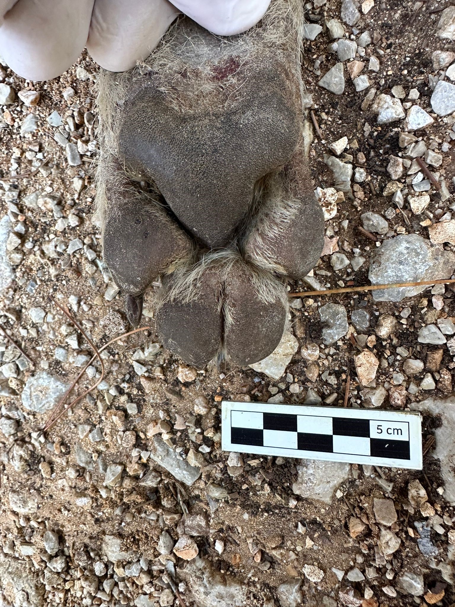 Çizgili Sırtlan Sanıldı, Bakın Ne Çıktı (4)