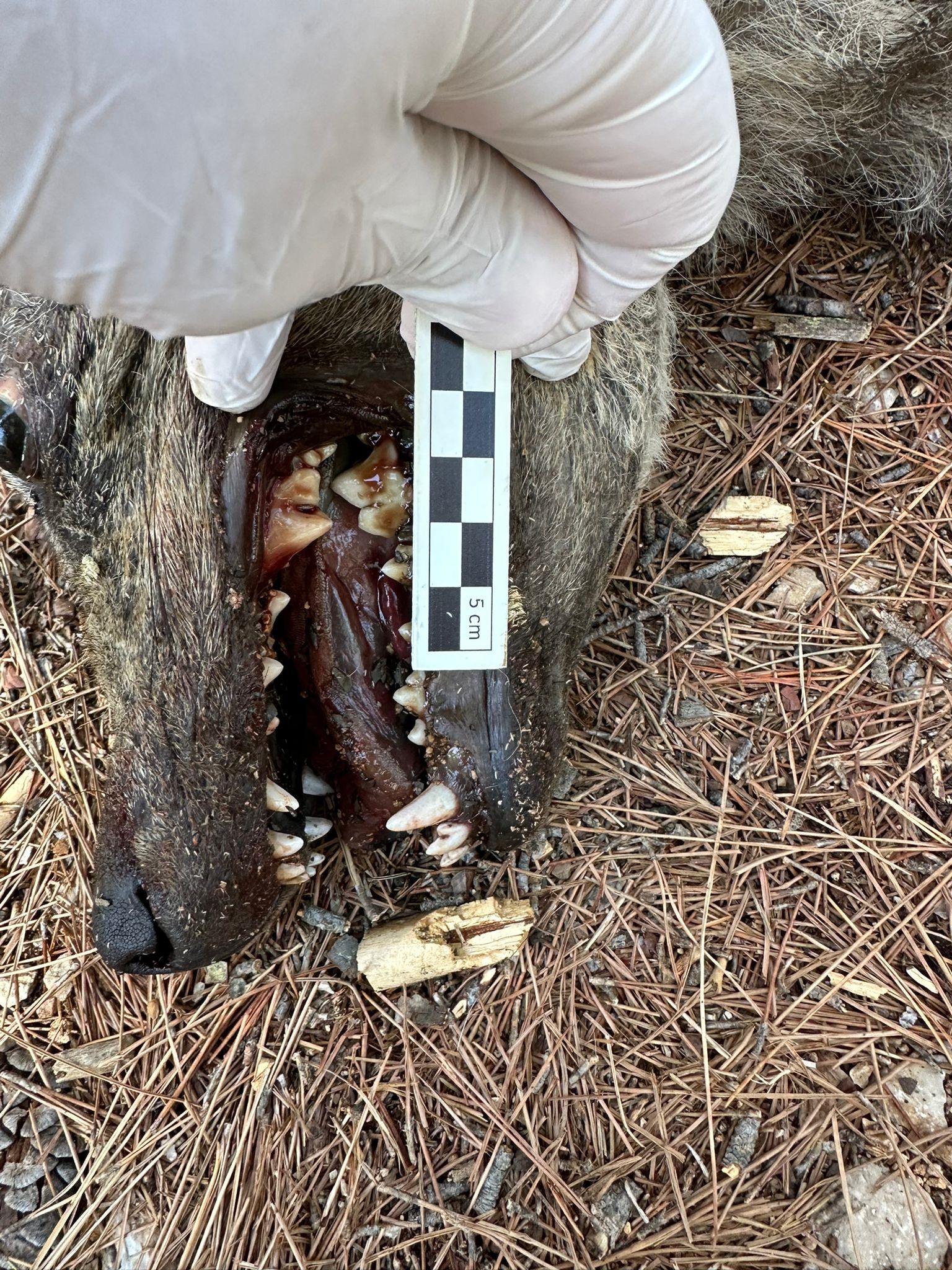 Çizgili Sırtlan Sanıldı, Bakın Ne Çıktı (5)