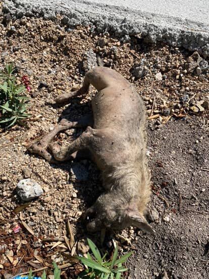 Çizgili Sırtlan Sanıldı, Bakın Ne Çıktı