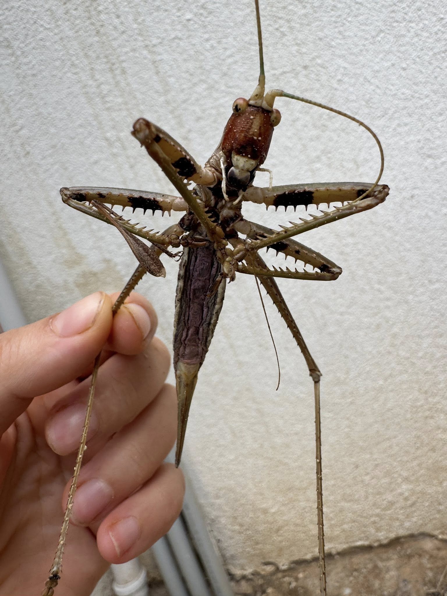 Dev Çekirge Bulundu.. Cinsi Merak Konusu Oldu (1)