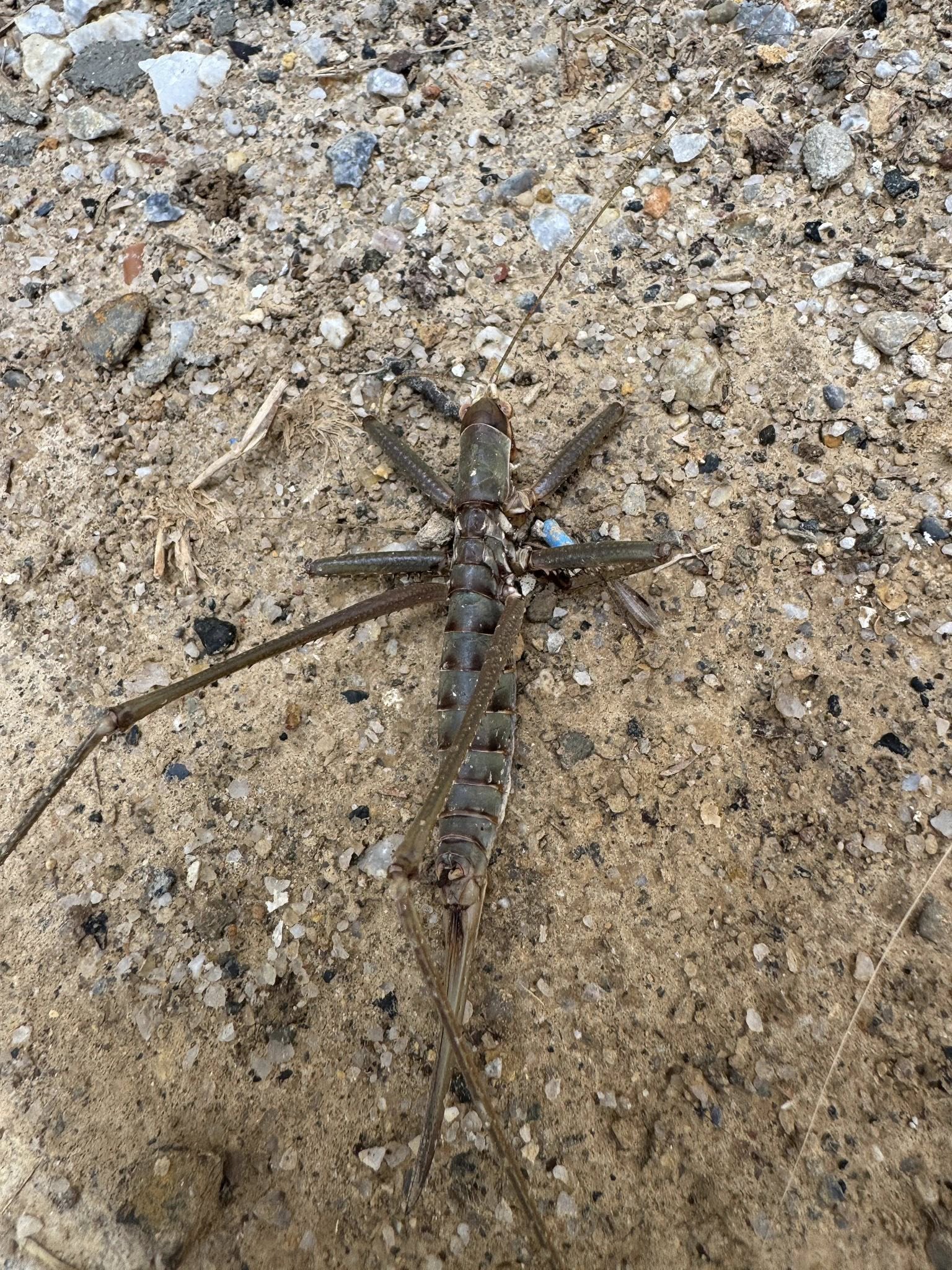 Dev Çekirge Bulundu.. Cinsi Merak Konusu Oldu (2)