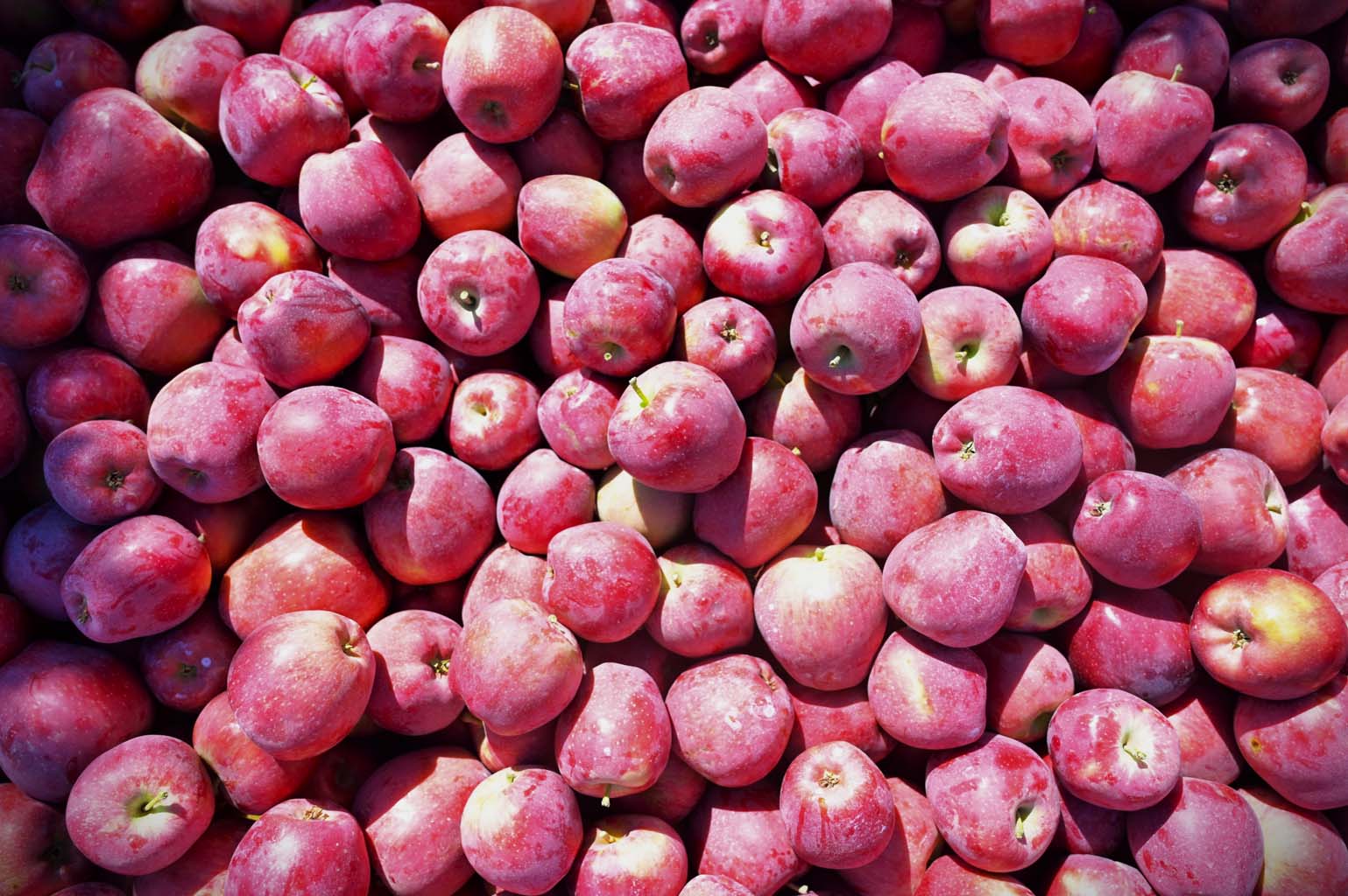 Elma Üreticisinin Yüzü Gülüyor