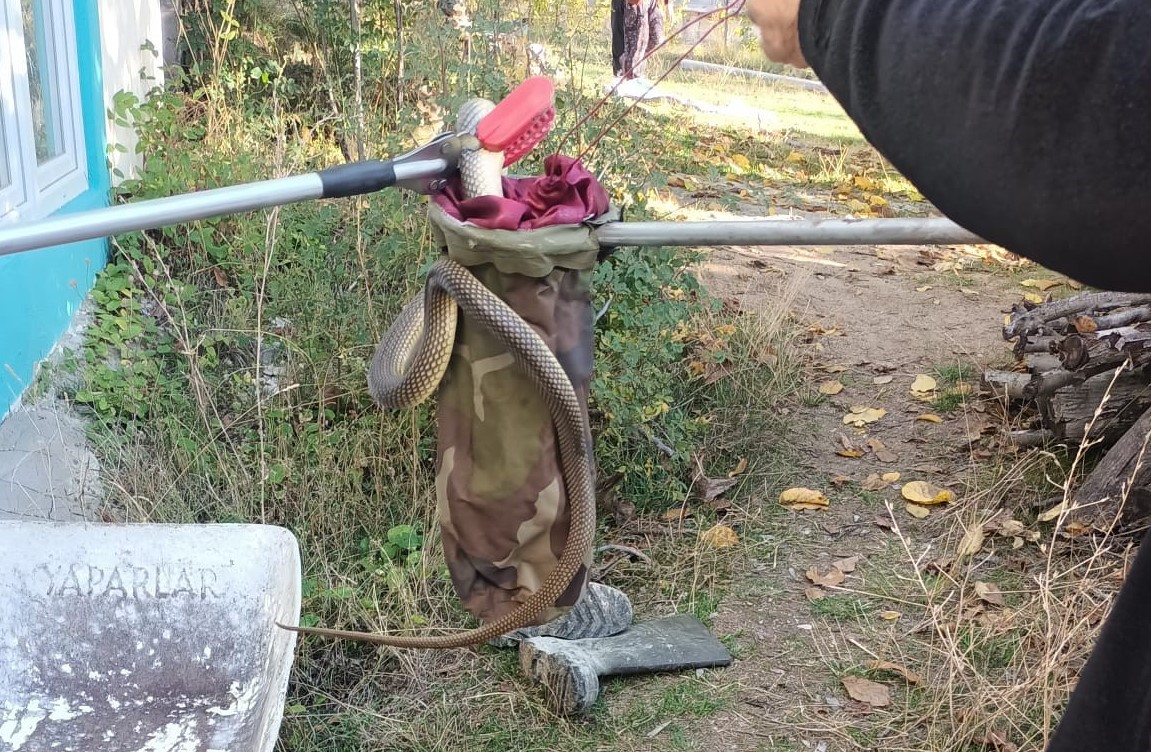 Eve Yılan Girdi (4)