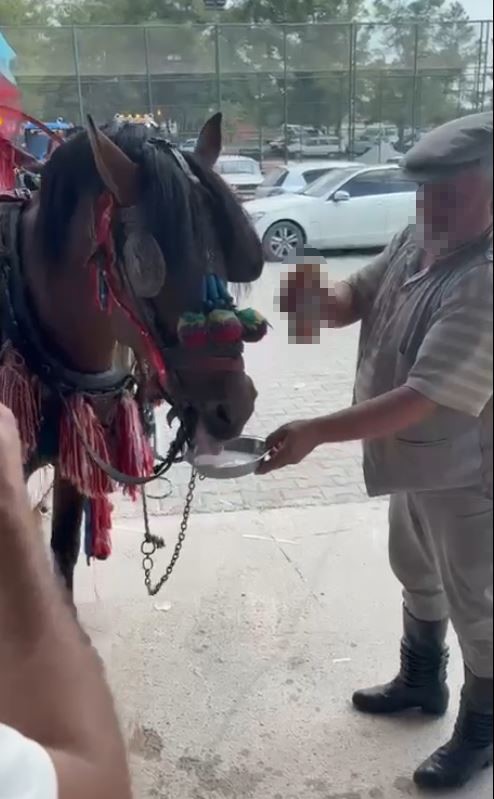 Fayton Çeken Ata Alkol Içirdiler (2)