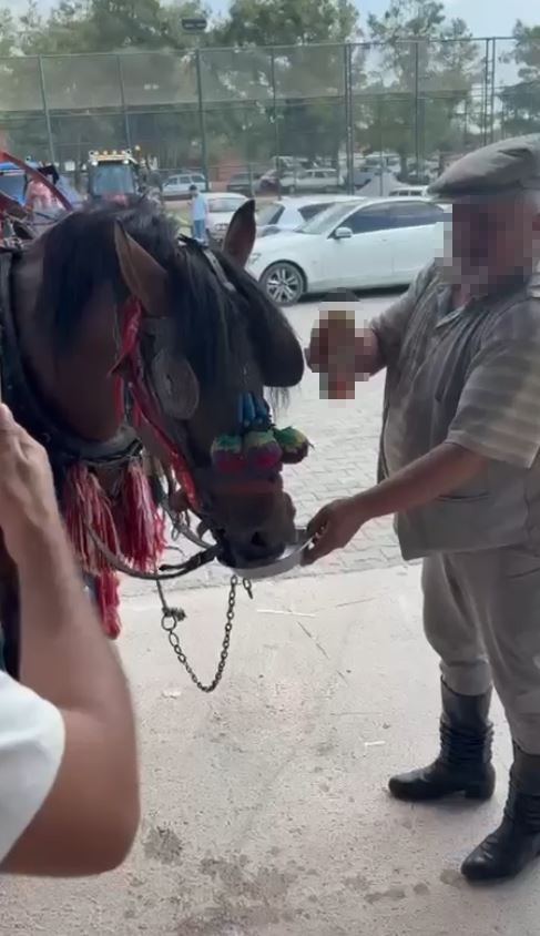 Fayton Çeken Ata Alkol Içirdiler