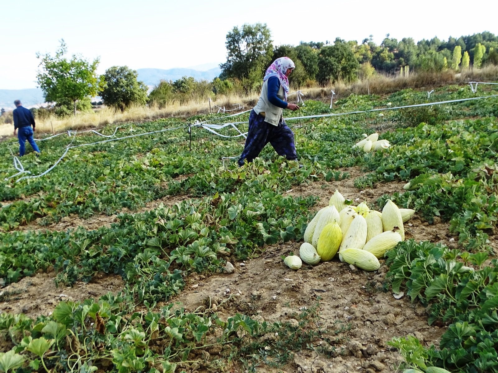 Göncek Kavunu'nun Hasadı Başladı (2)