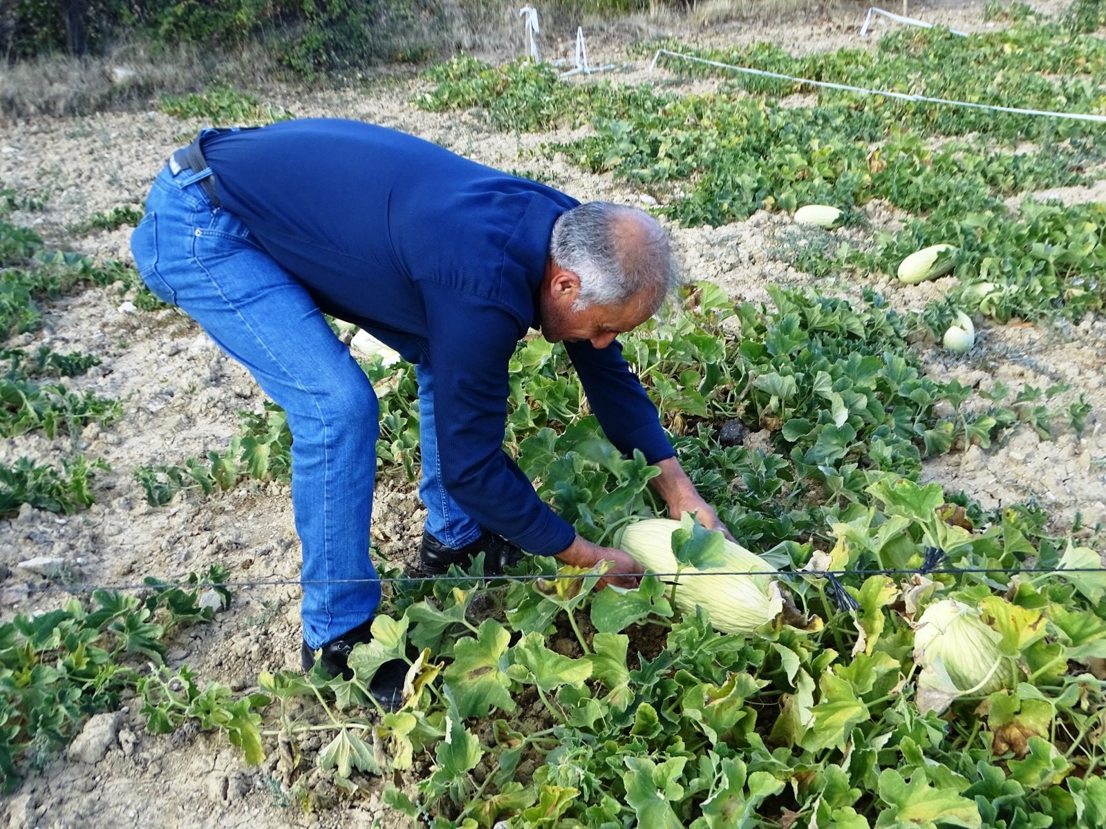 Göncek Kavunu'nun Hasadı Başladı (3)