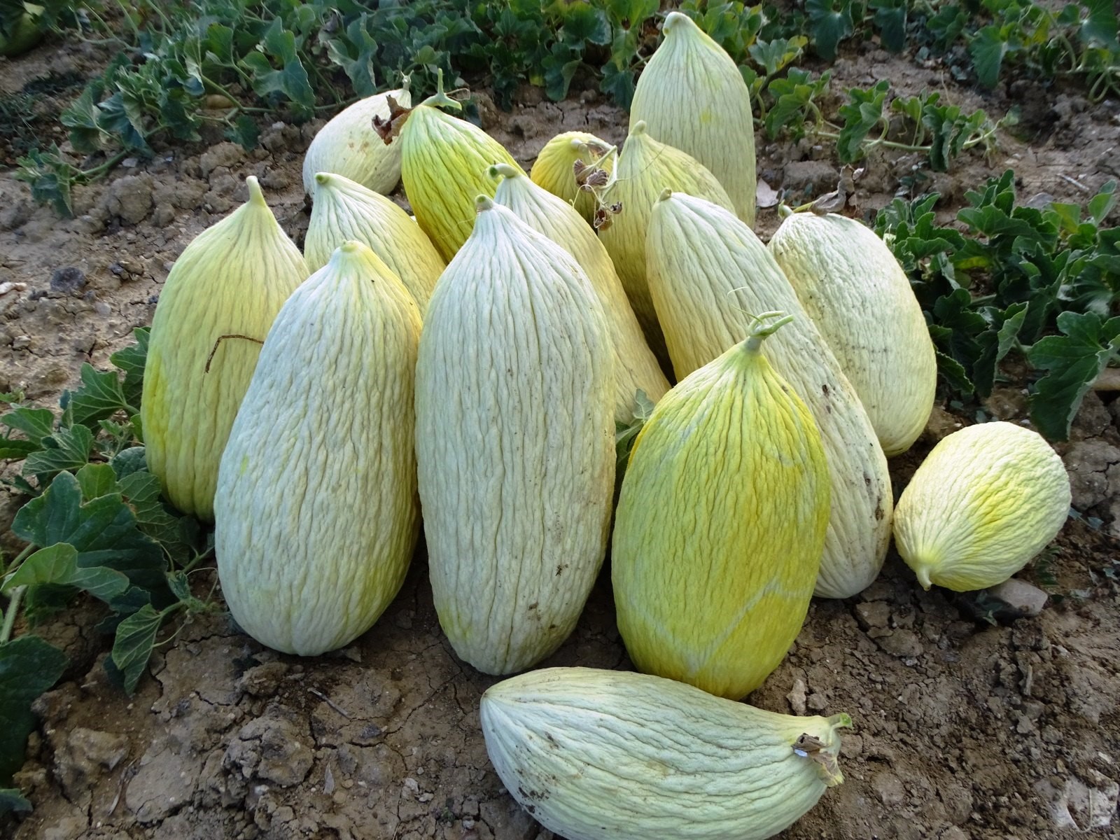 Göncek Kavunu'nun Hasadı Başladı (4)