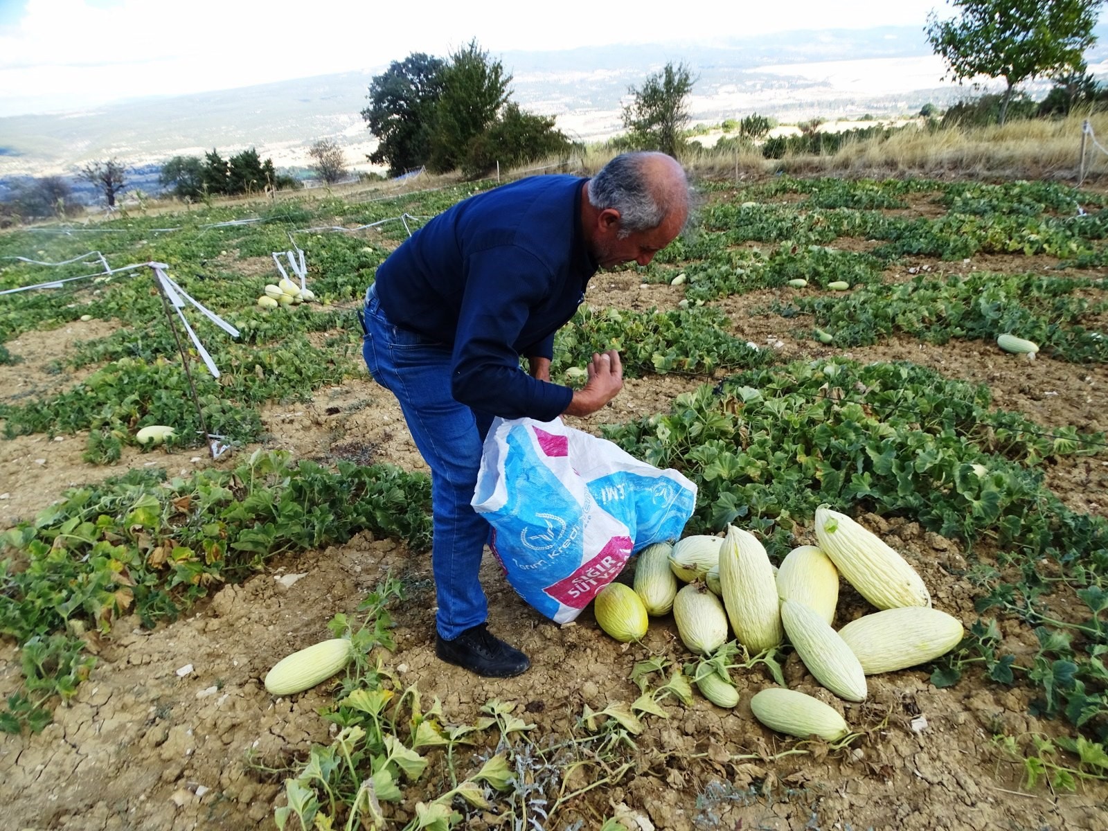 Göncek Kavunu'nun Hasadı Başladı (5)