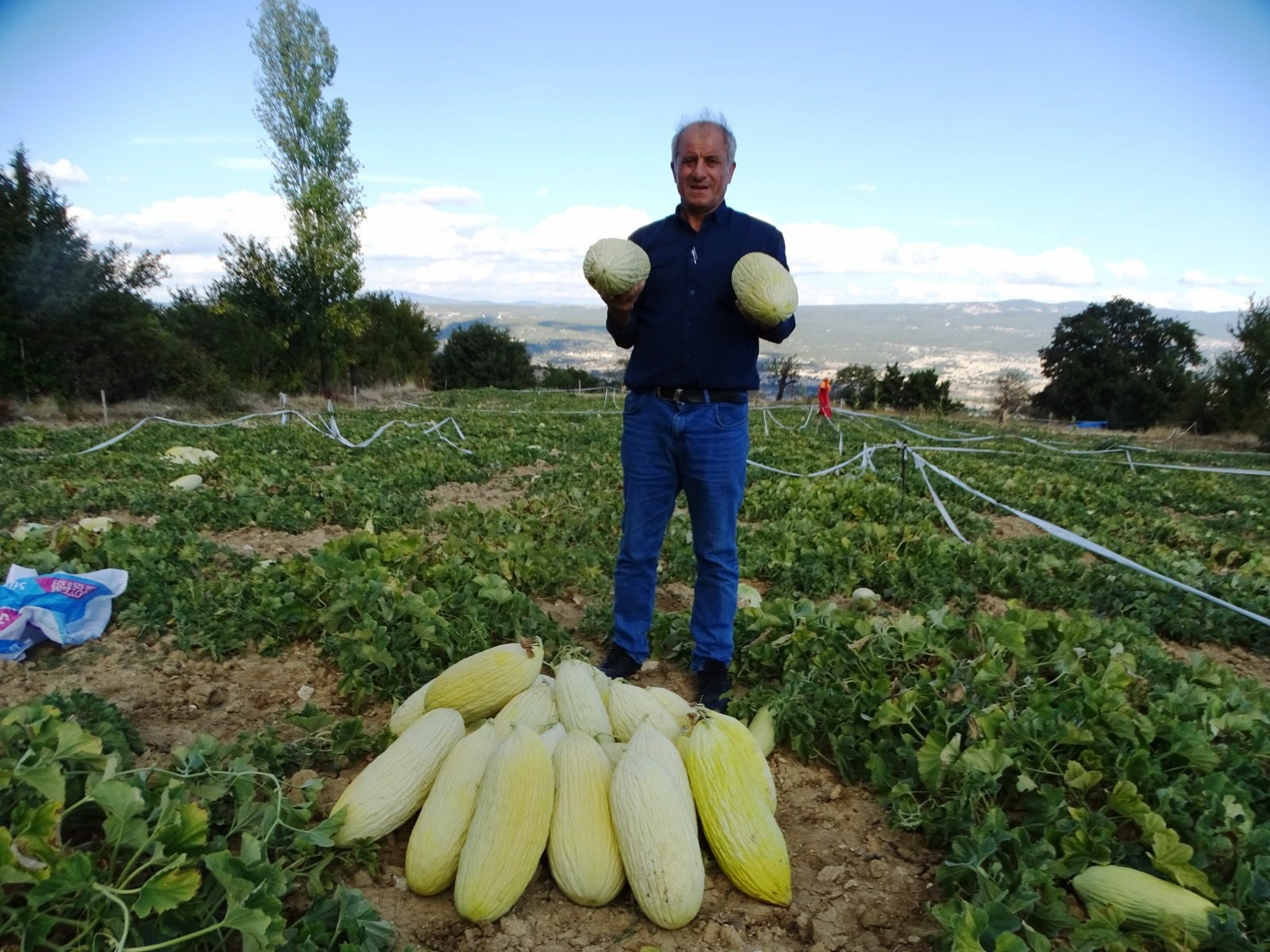 Göncek Kavunu'nun Hasadı Başladı
