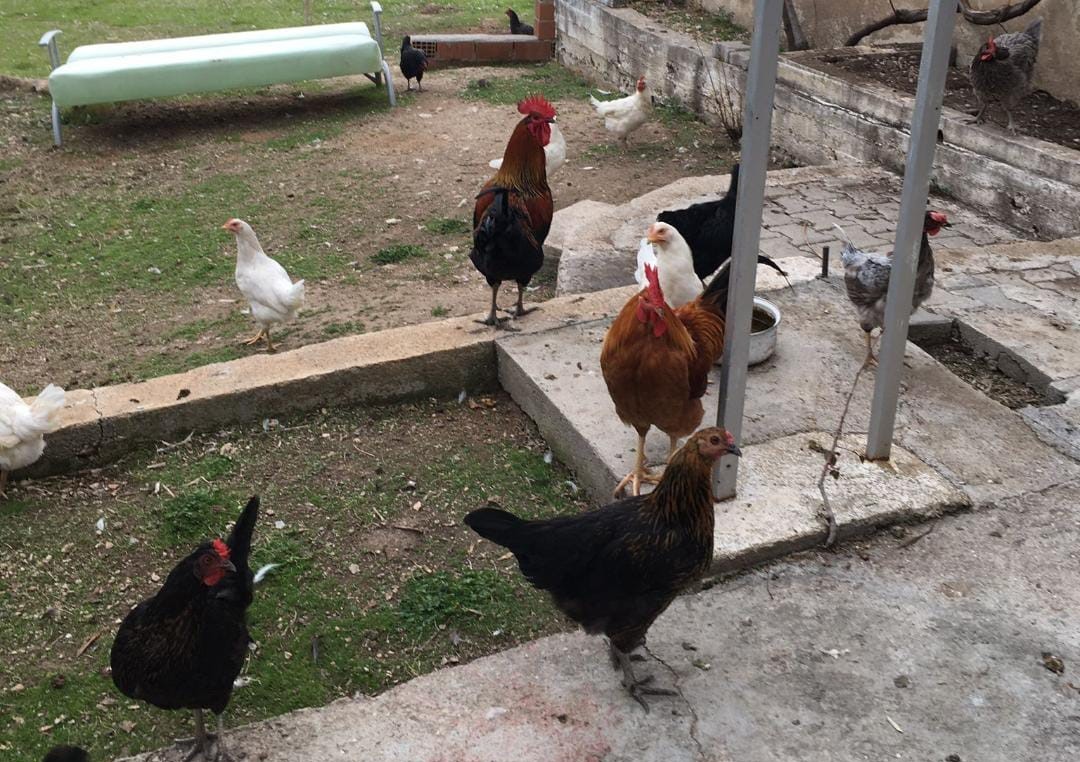 İnek Ve Tavuklar Şikayet Konusu Oldu (4)