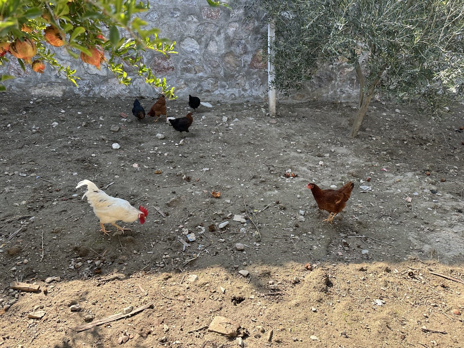 İnek Ve Tavuklar Şikayet Konusu Oldu (6)