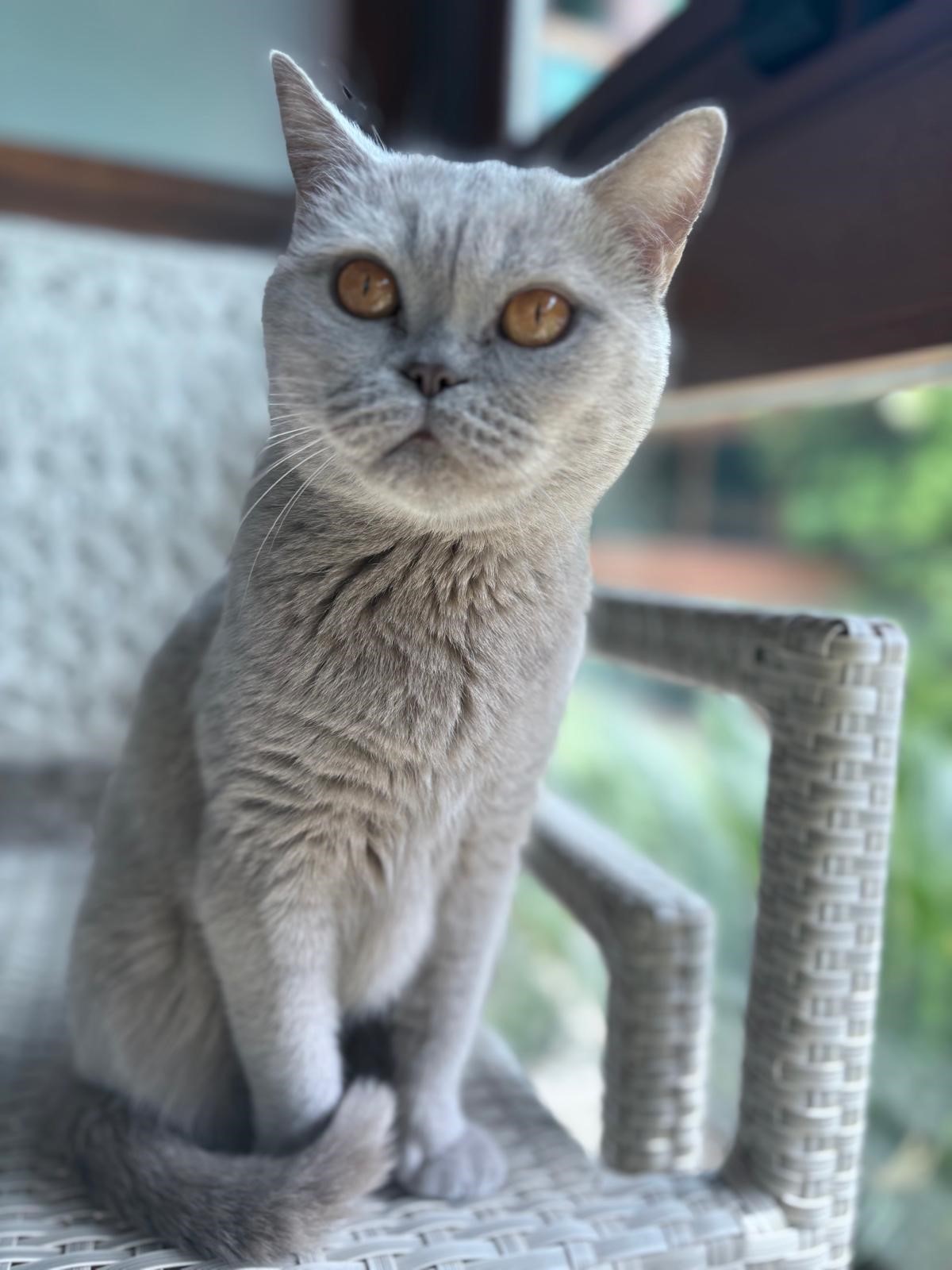 Kedisi Sayesinde Meme Kanseri Olduğunu Öğrendi (5)