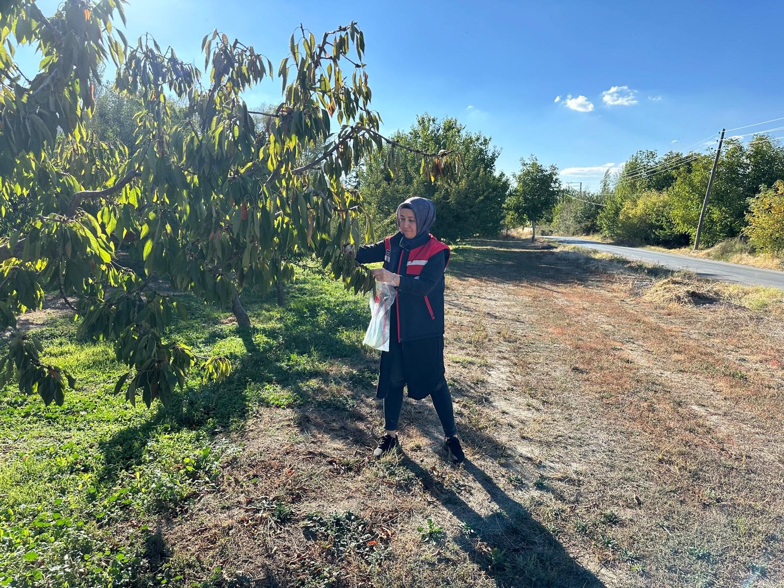 Kiraz Ve Vişneden Numune Alındı.. Xylella Fastidiosa Tehlikesi (3)