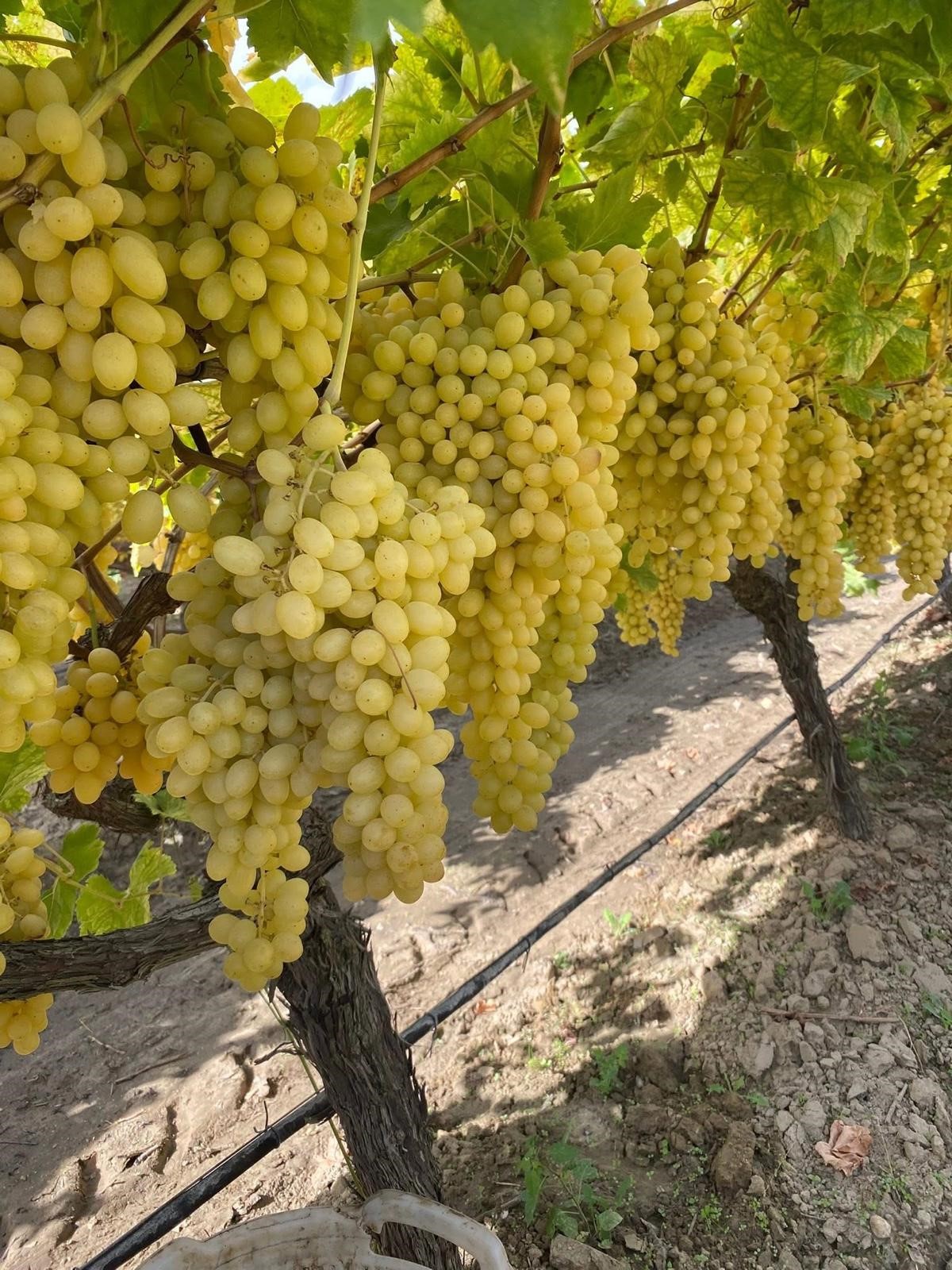 Manisa'nın Sarıgöl Ilçesinde Yaş Üzüm Fiyatlarındaki Düşüş Üreticiyi Zor Durumda Bıraktı. Sarıgöl Ziraat Odası Başkanı Ali İhsan Ülgen, Maliyetler Yüksek, Üzümc (3)