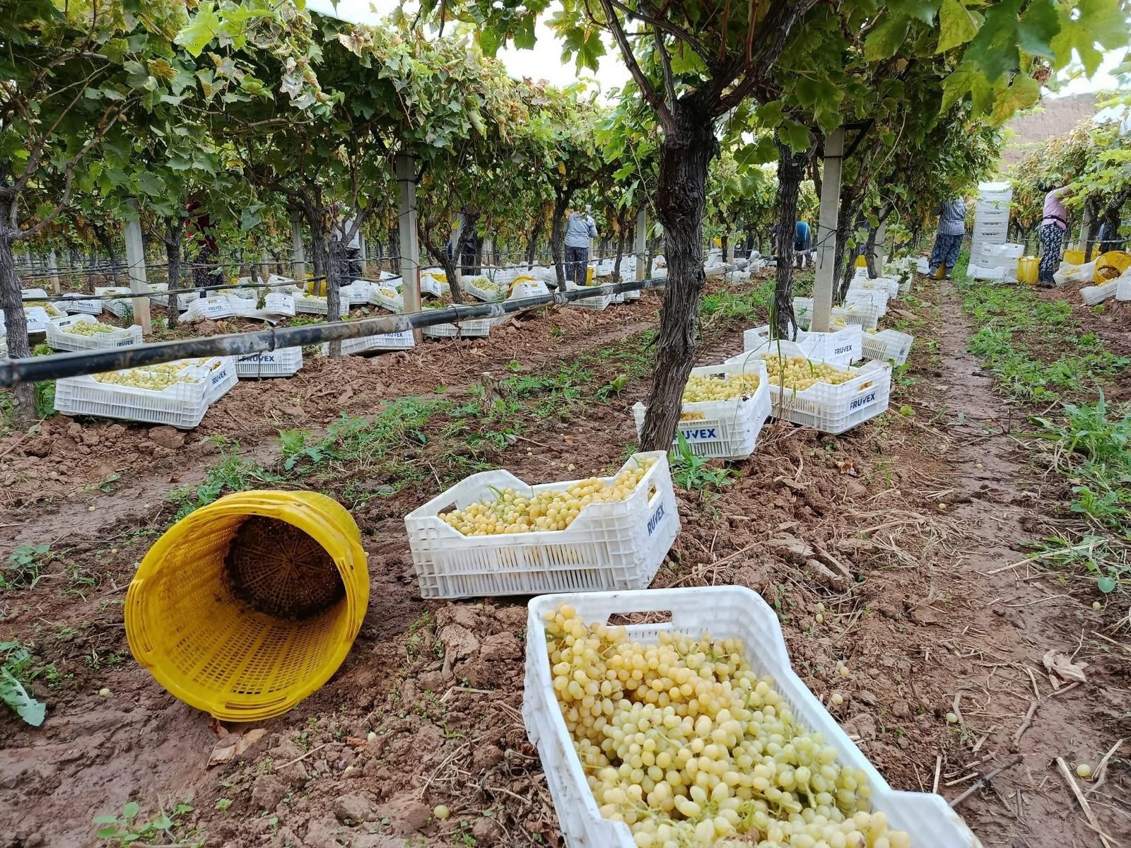 Manisa'nın Sarıgöl Ilçesinde Yaş Üzüm Fiyatlarındaki Düşüş Üreticiyi Zor Durumda Bıraktı. Sarıgöl Ziraat Odası Başkanı Ali İhsan Ülgen, Maliyetler Yüksek, Üzümc (4)