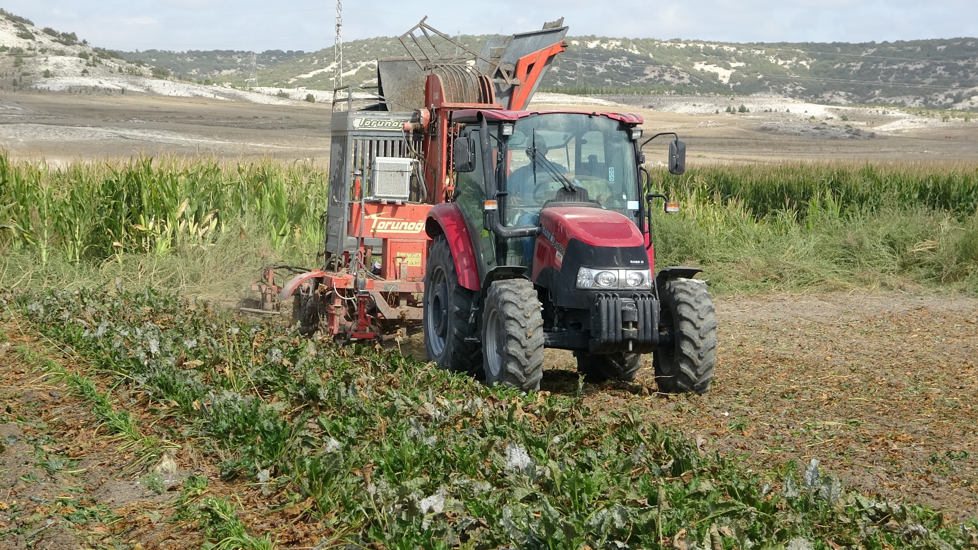 Pancar Hasadı Başladı (3)