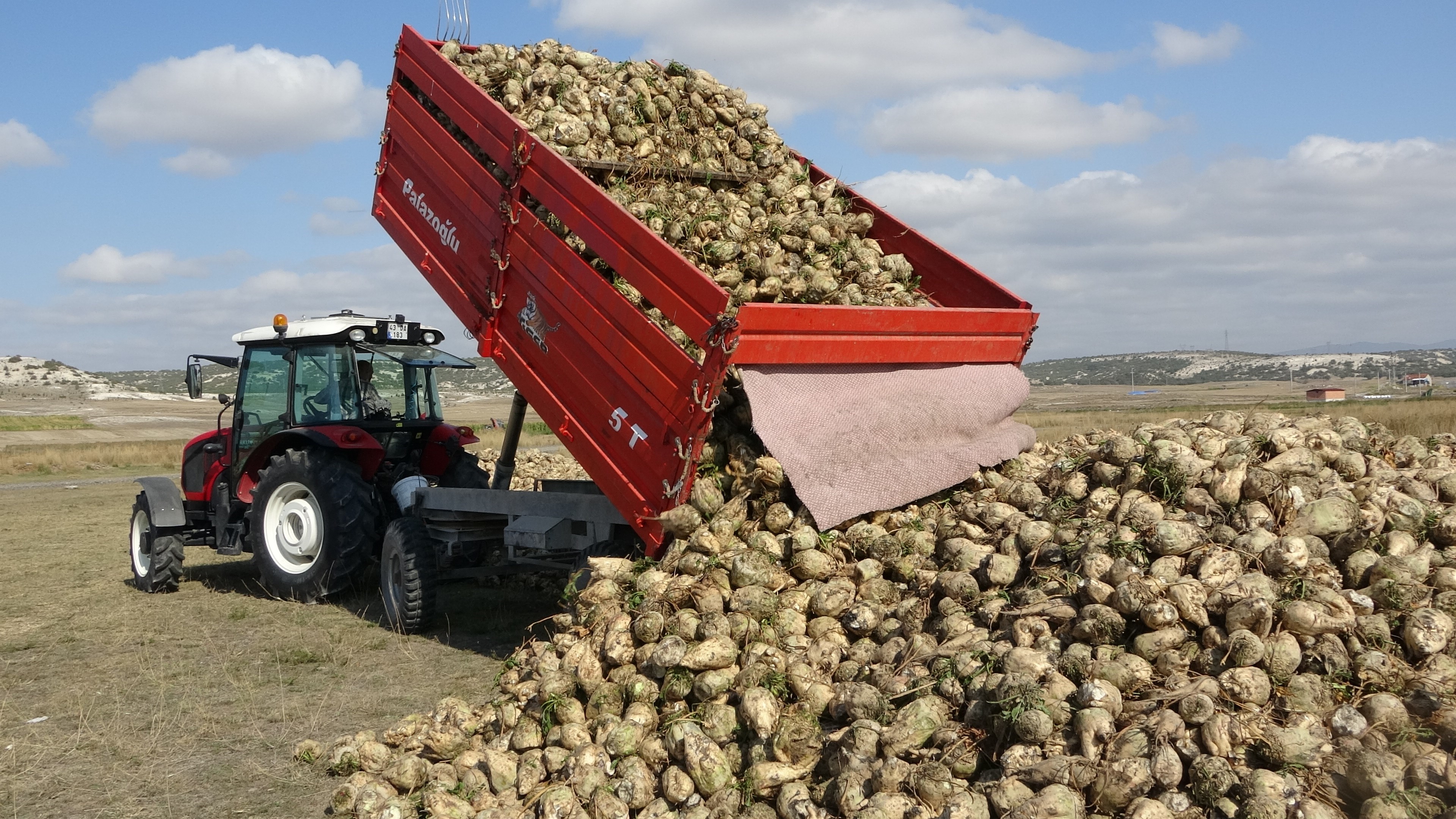 Pancar Hasadı Başladı (5)