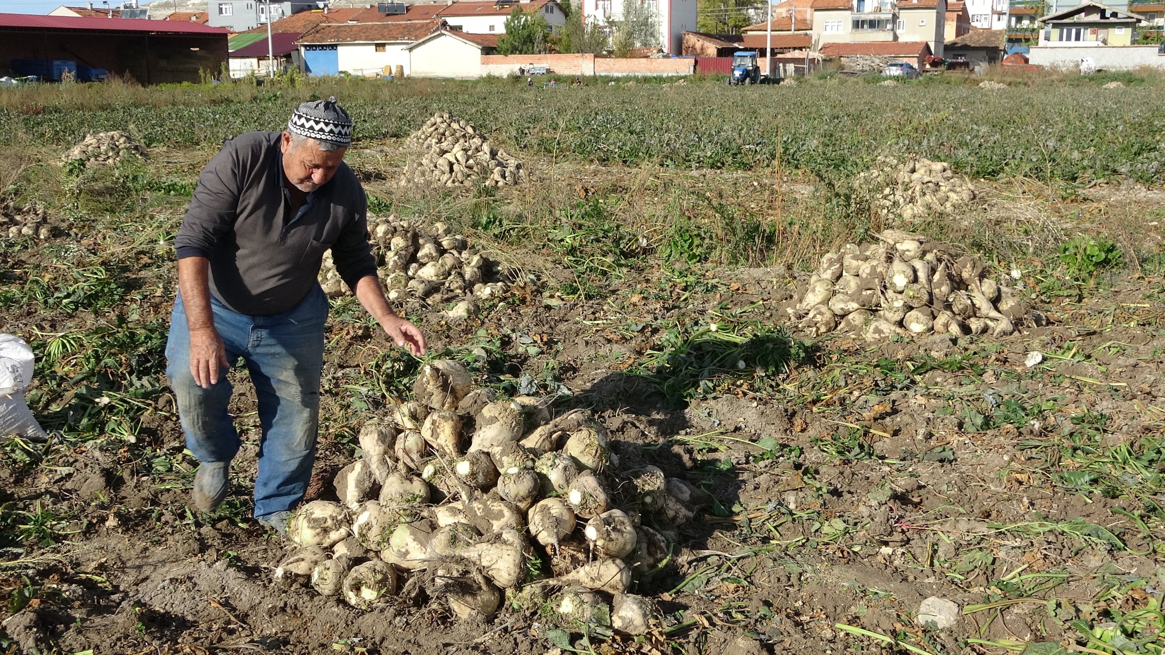 Pancar Hasadı Başladı (6)