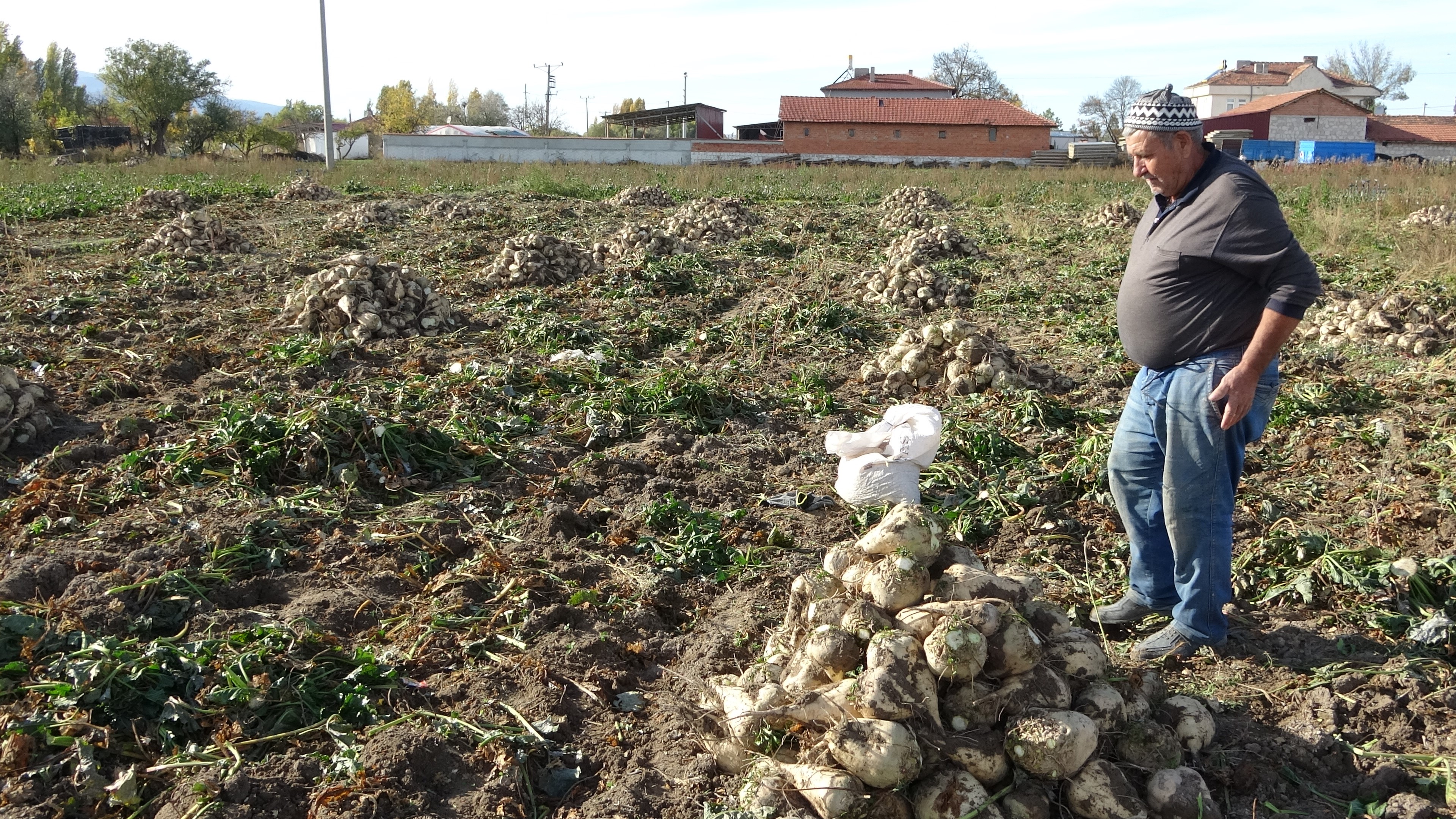 Pancar Hasadı Başladı (7)