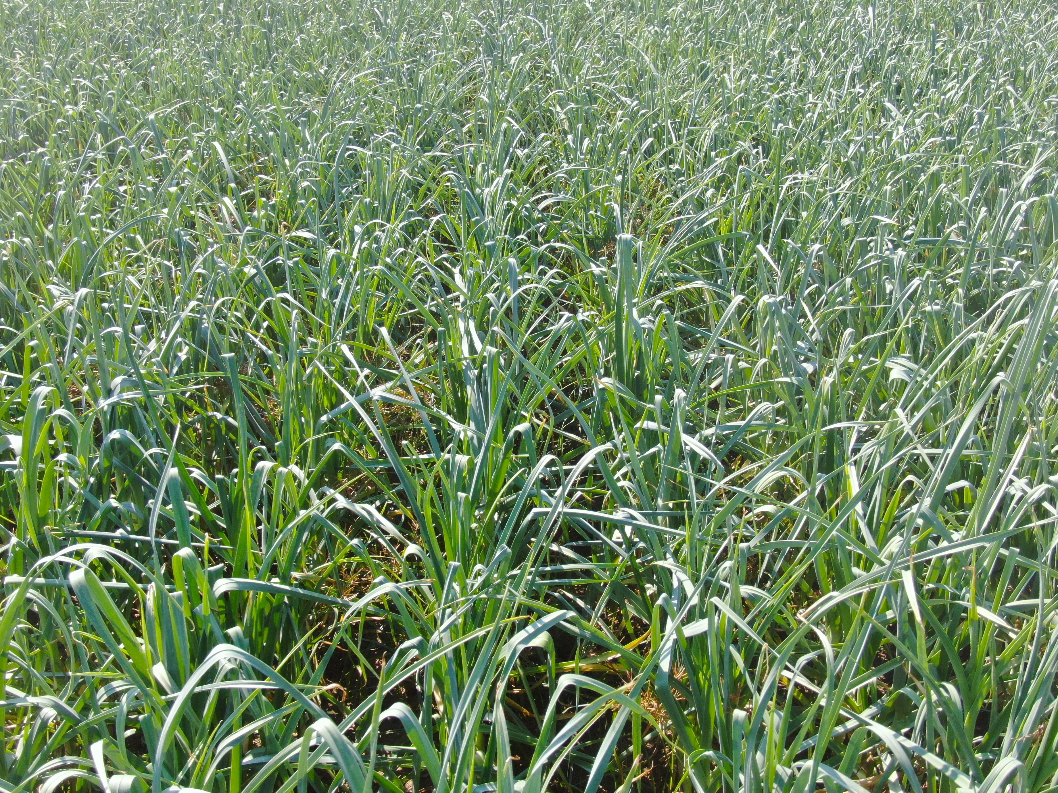 Pırasada Sevindiren Gelişme (11)