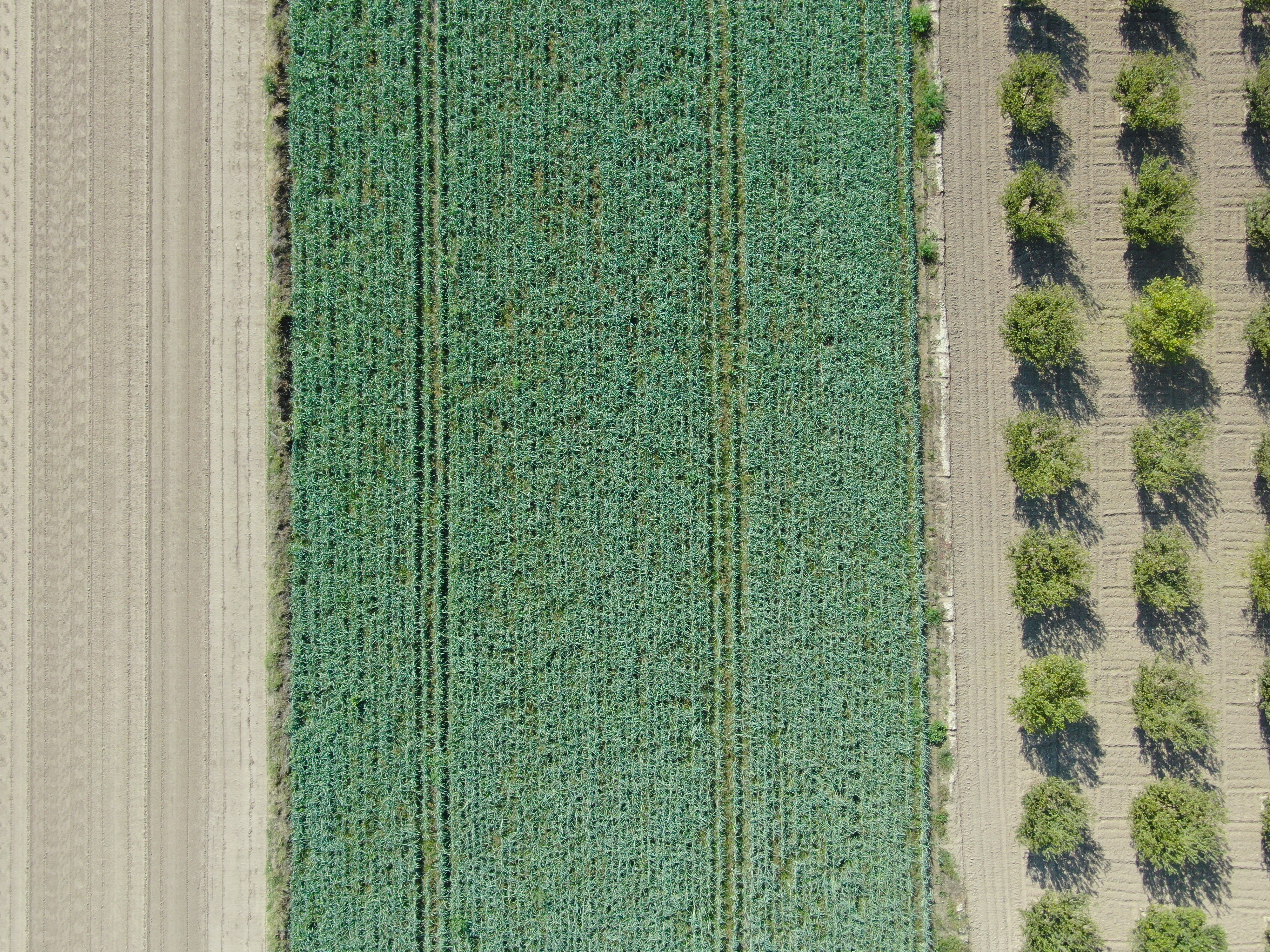 Pırasada Sevindiren Gelişme (12)