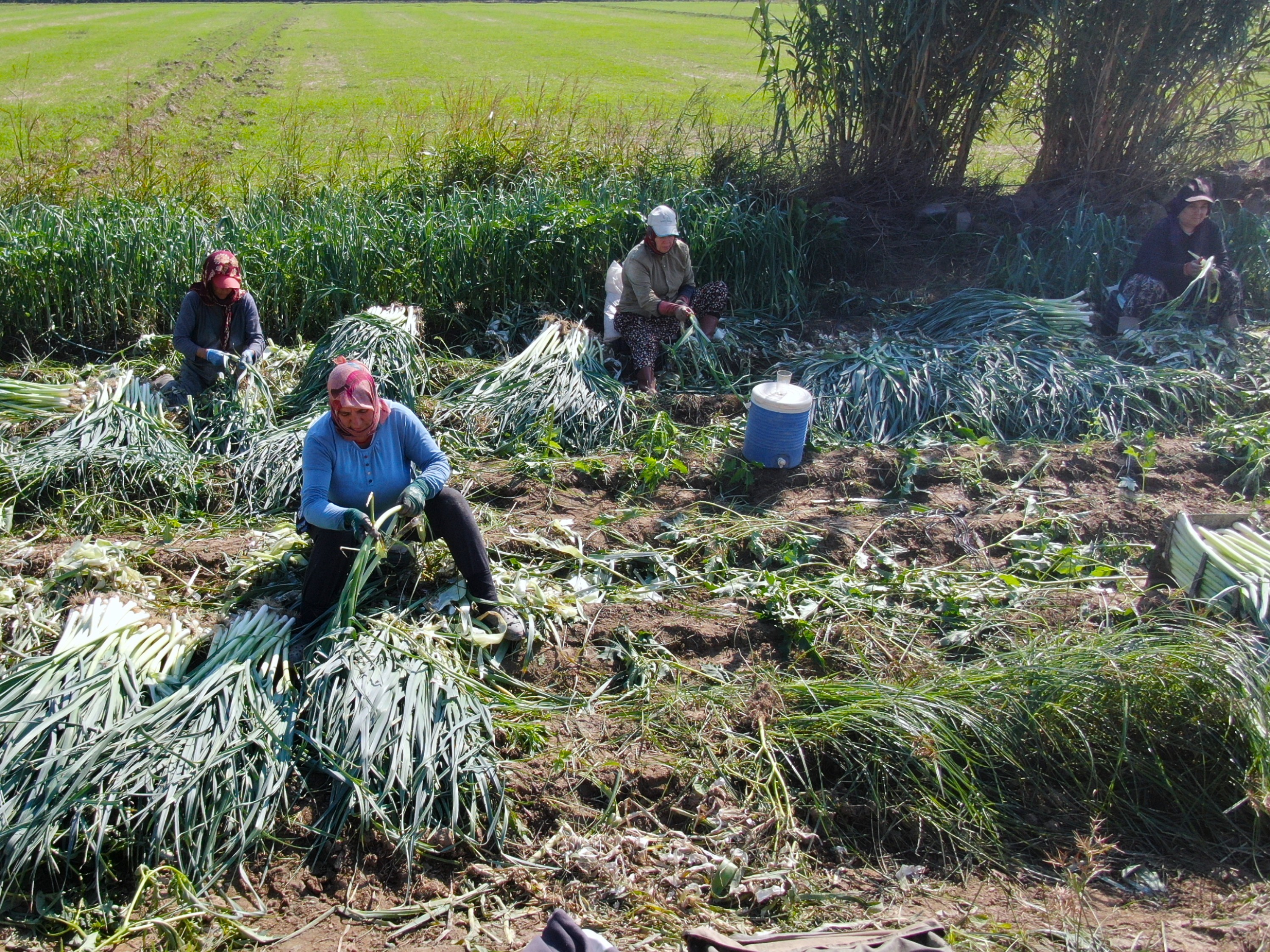 Pırasada Sevindiren Gelişme (4)