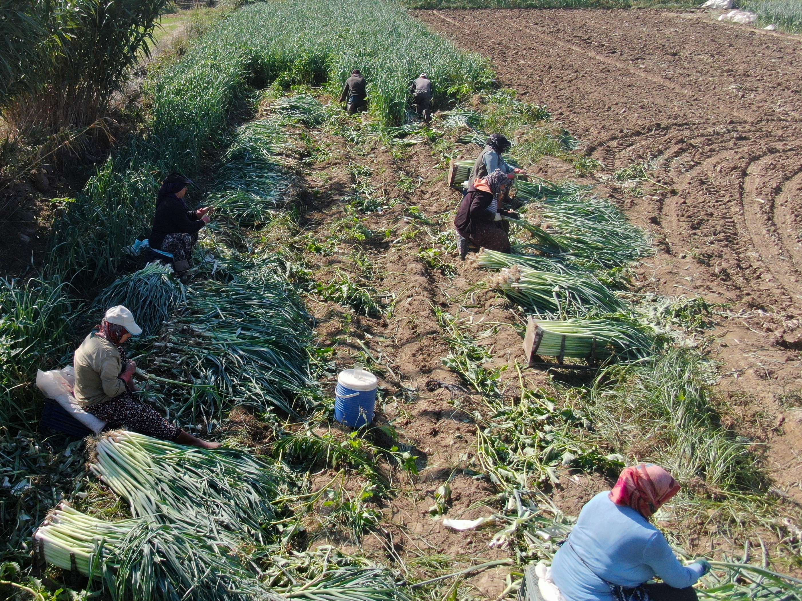 Pırasada Sevindiren Gelişme (8)