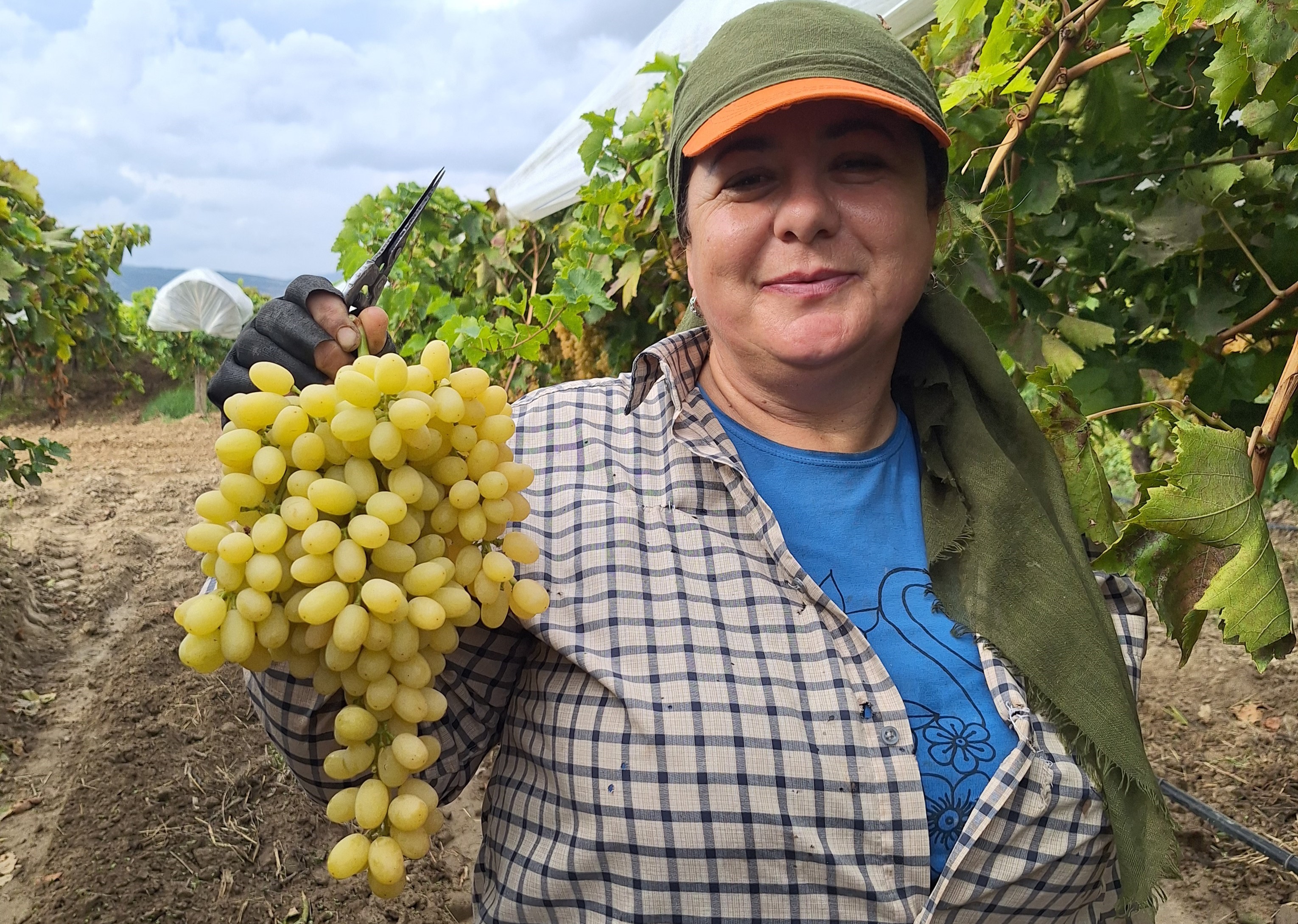 Üzümde Bereket Devam Ediyor (3)