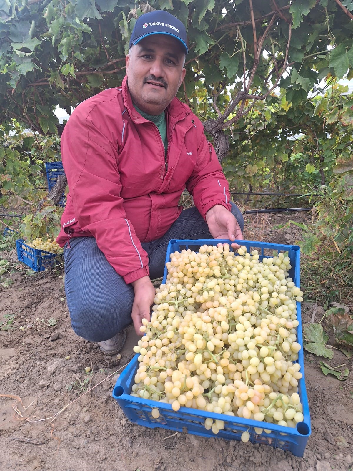 Üzümde Bereket Devam Ediyor (6)