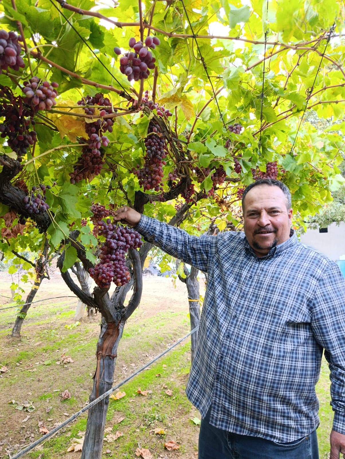 Yetiştirdiği Üzümün Bir Salkımı Yaklaşık 2 Kilo Geldi (3)