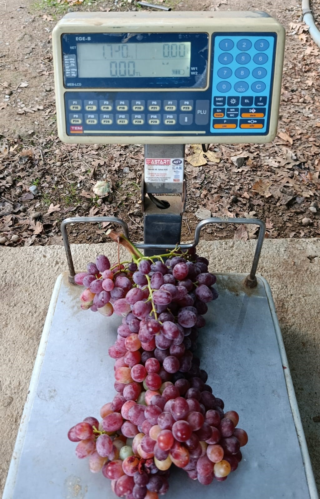 Yetiştirdiği Üzümün Bir Salkımı Yaklaşık 2 Kilo Geldi (4)