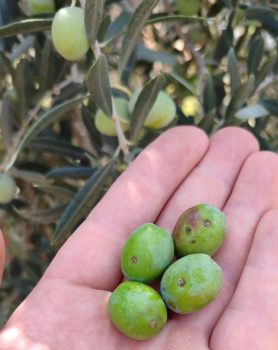 Zeytin Için Acil Uyarı Geldi (2)