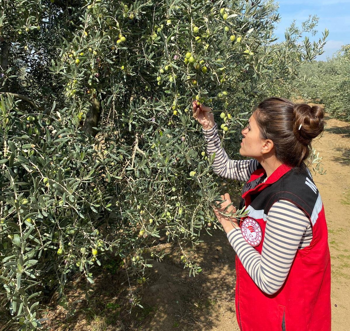 Zeytin Için Acil Uyarı Geldi (3)