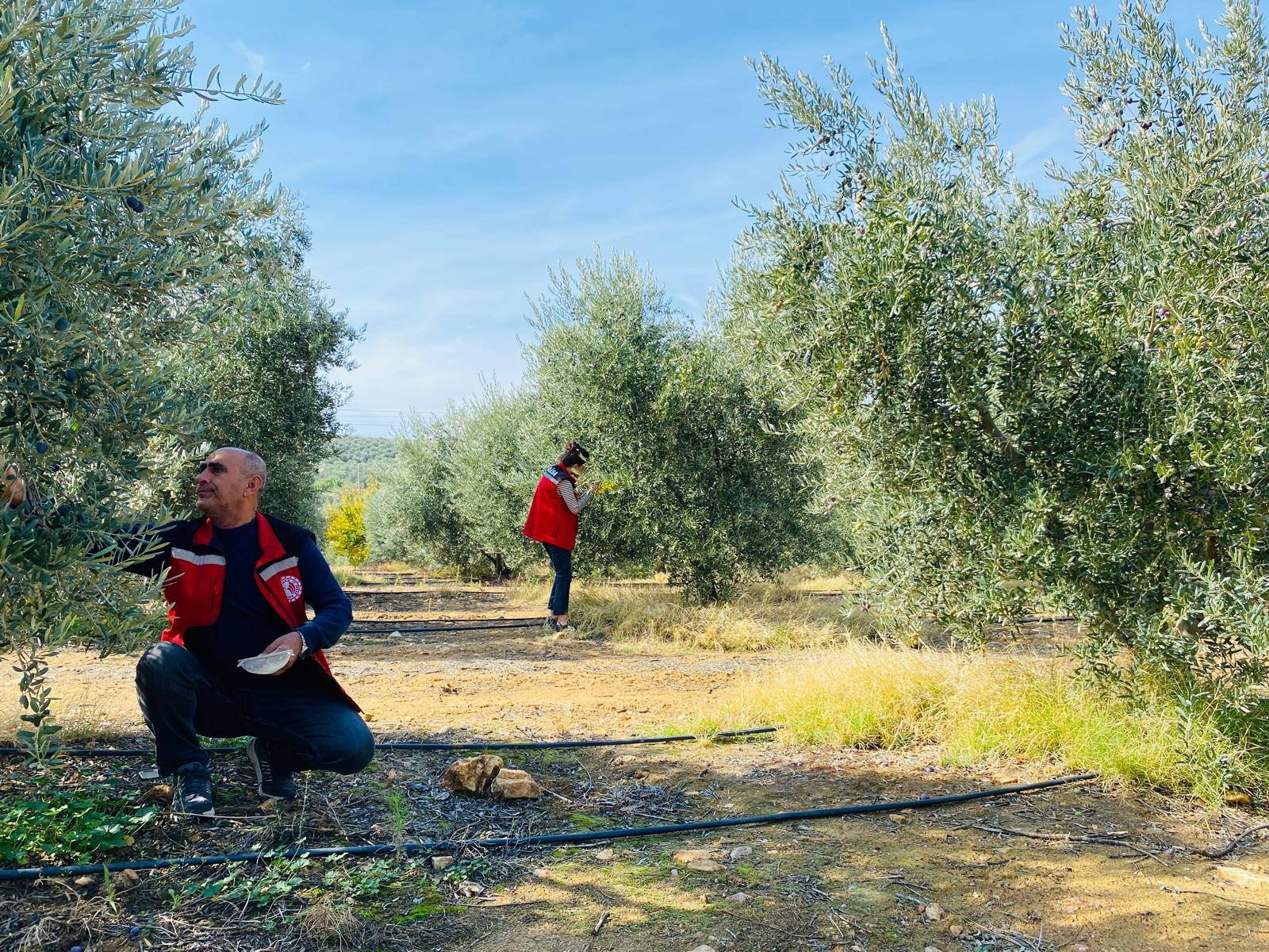 Zeytin Için Acil Uyarı Geldi (4)
