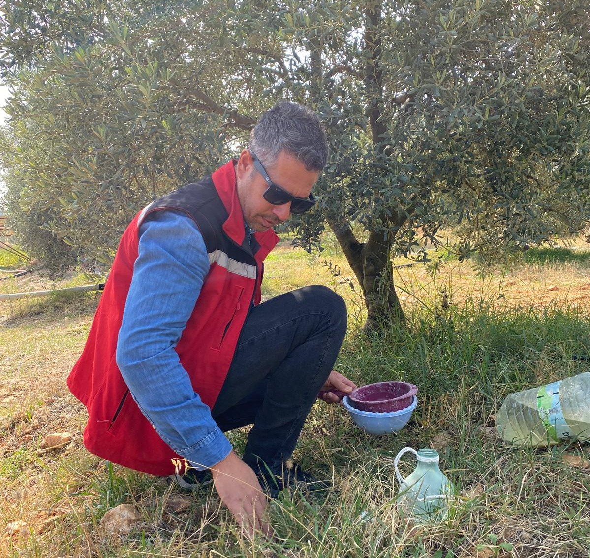 Zeytin Için Acil Uyarı Geldi (5)