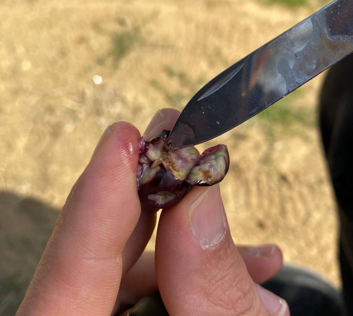 Zeytin Için Acil Uyarı Geldi (7)